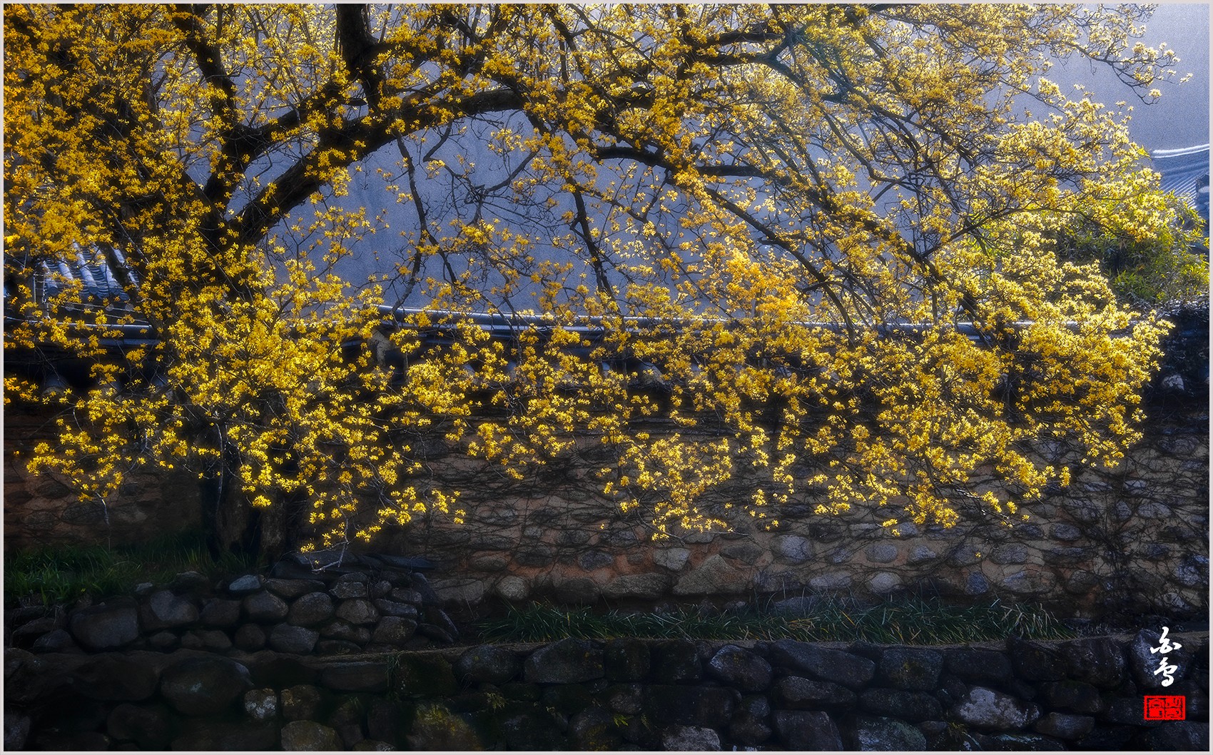 PHOTO BY SINSUKHEE | NIKON D850 | 2024:03:29 08:16:17 | ISO-400 | 1/640 sec | f 8 | 82 mm | EV=-1 | ● WIDTH:0 pixels  HEIGHT:0 pixels