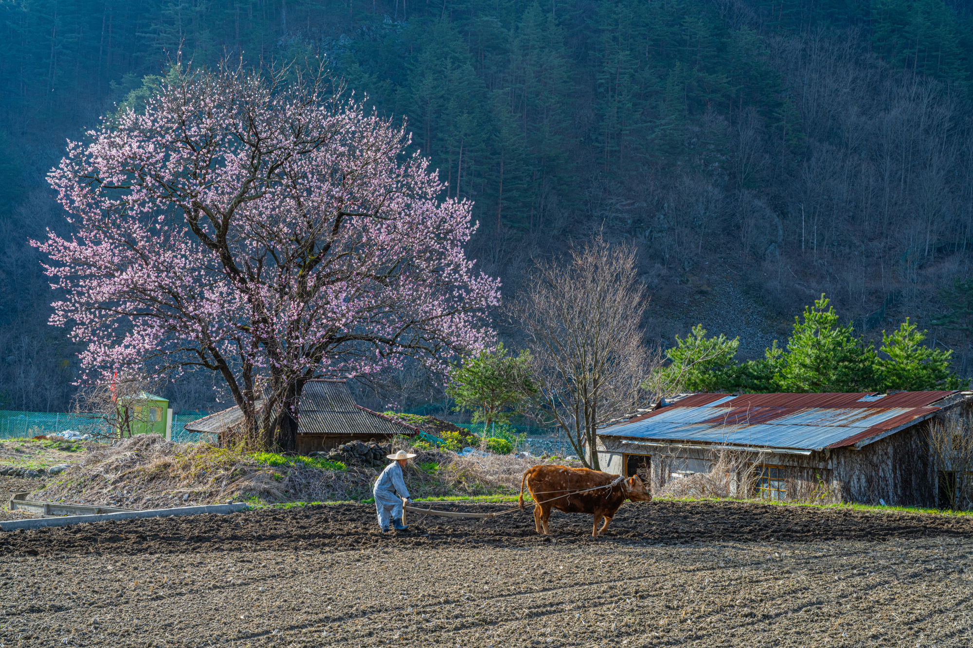 PHOTO BY CHUNG HYUN SUK | NIKON Z 7_2 | 2024:04:06 08:15:43 | ISO-200 | 1/60 sec | f 13 | 48 mm | EV=0.3 | ● WIDTH:2000 pixels  HEIGHT:1333 pixels