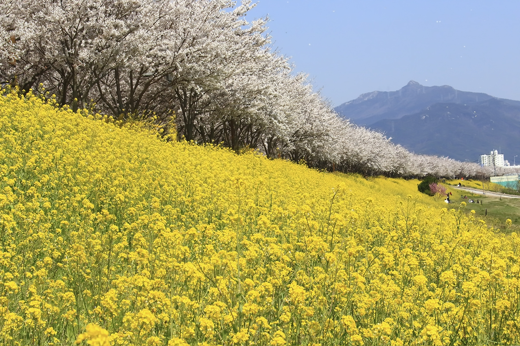 PHOTO BY HNalim | Canon EOS 7D Mark II | 2024:04:04 17:23:34 | ISO-1000 | 1/500 sec | f 8 | 85 mm | EV=0 | ● WIDTH:1800 pixels  HEIGHT:1200 pixels