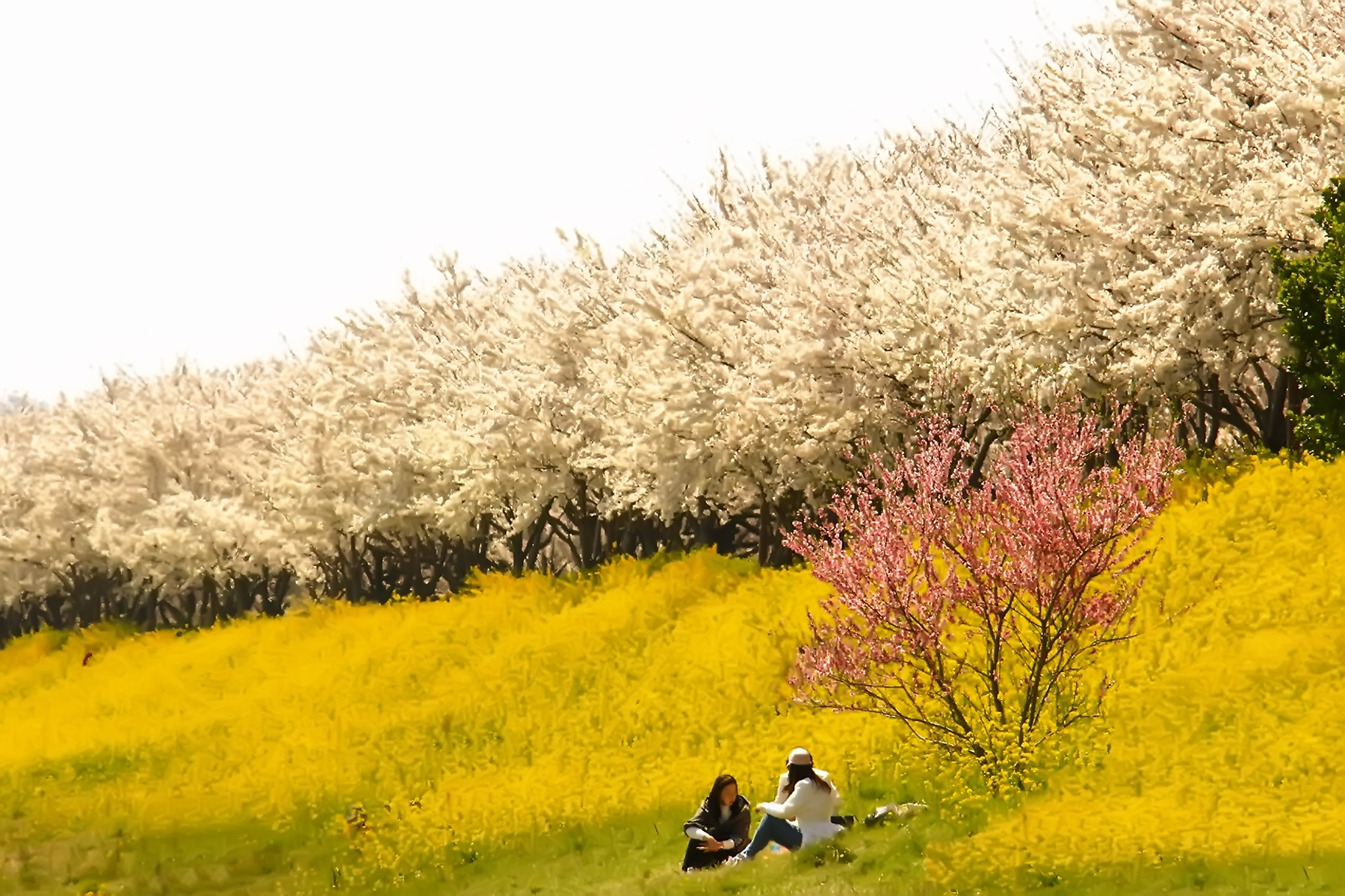 PHOTO BY HNalim | Canon EOS 7D Mark II | 2024:04:04 17:23:34 | ISO-1000 | 1/500 sec | f 8 | 85 mm | EV=0 | ● WIDTH:1800 pixels  HEIGHT:1200 pixels