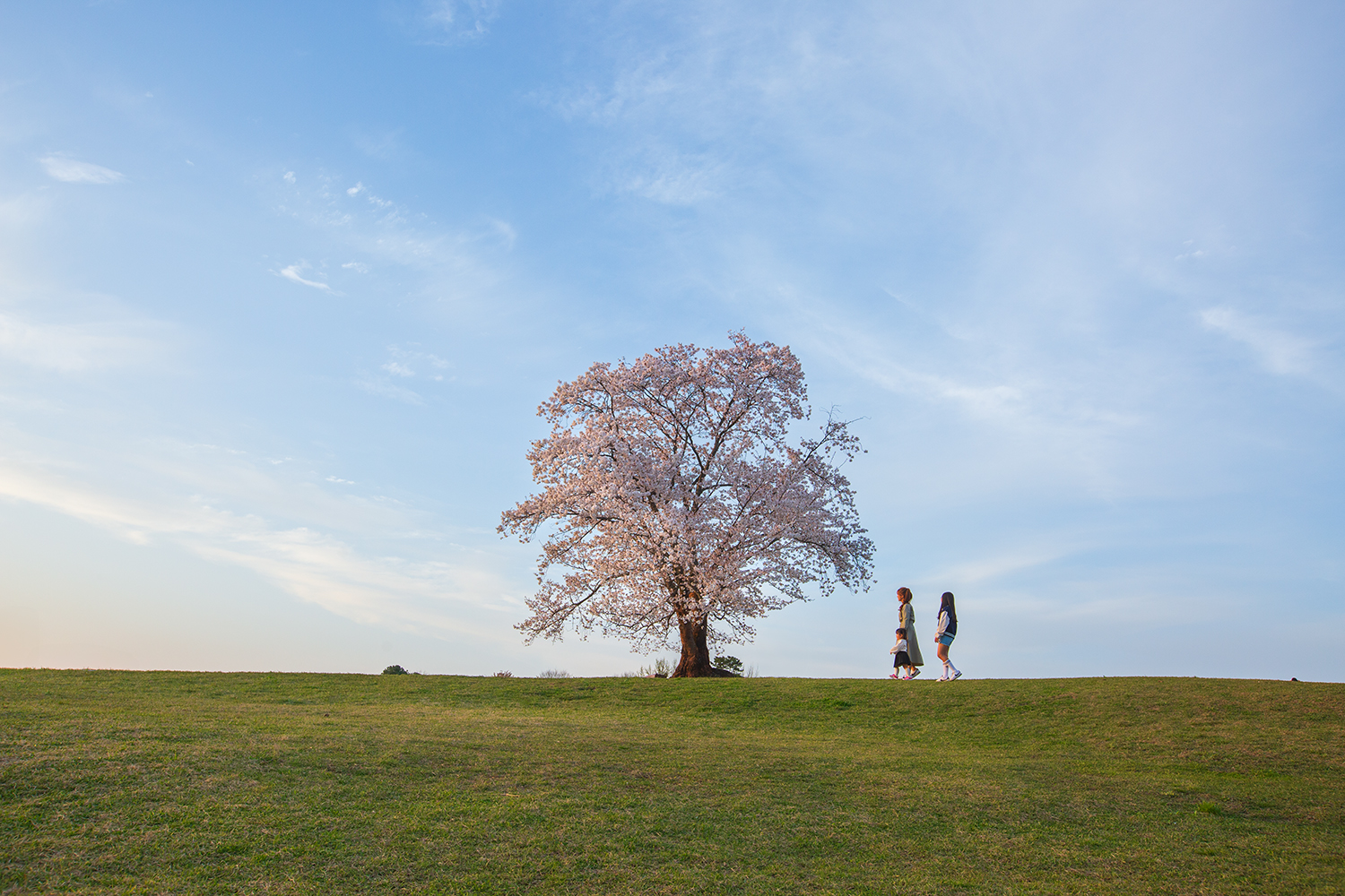 PHOTO BY  | Canon EOS 5D Mark III | 2024:04:06 18:25:36 | ISO-320 | 1/250 sec | f 8 | 27 mm | EV=0 | ● WIDTH:1500 pixels  HEIGHT:1000 pixels