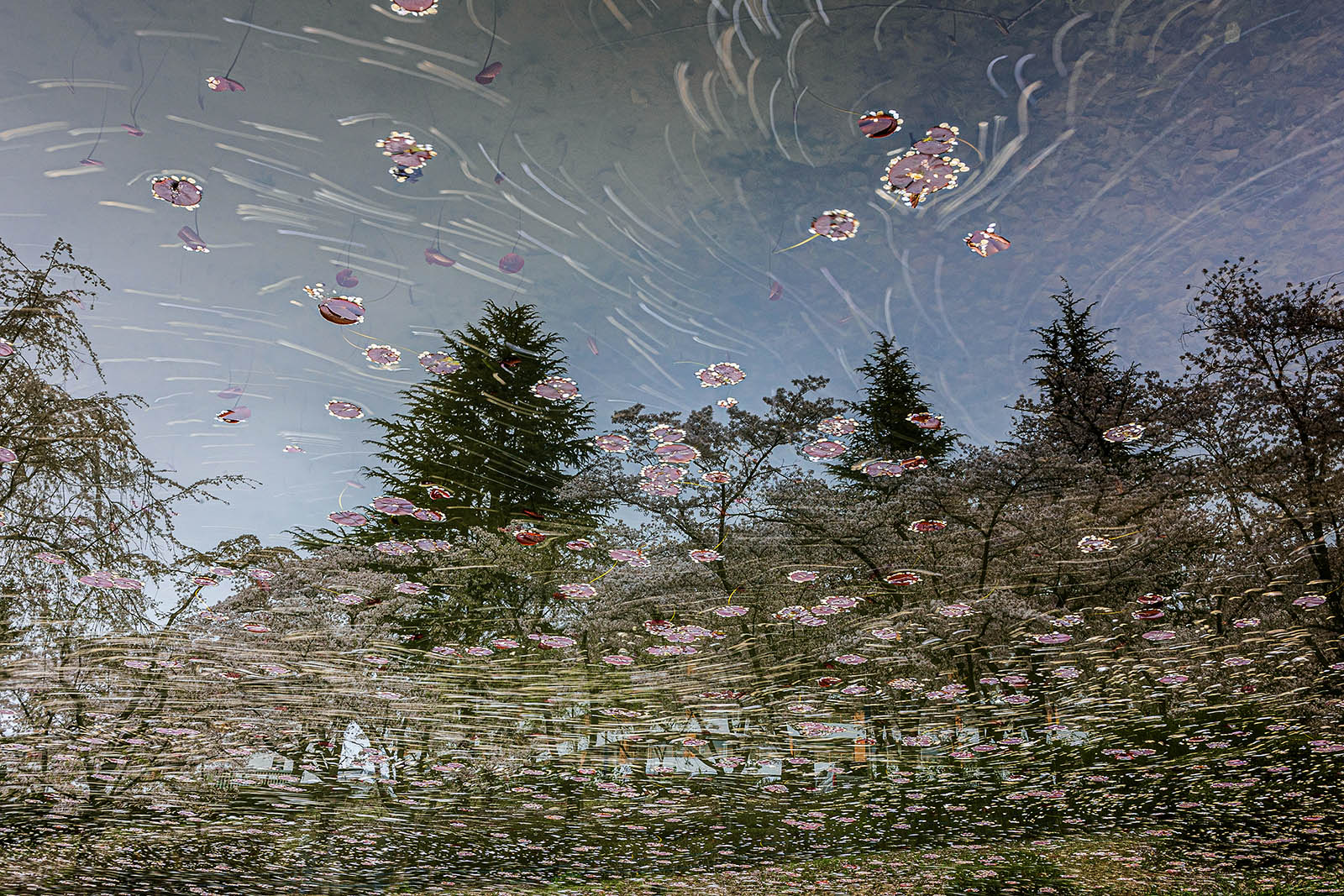 PHOTO BY jps | Canon EOS R6 | 2024:04:08 16:48:41 | ISO-100 | 75/1 sec | f 20 | 35 mm | EV=0 | ● WIDTH:1600 pixels  HEIGHT:1067 pixels