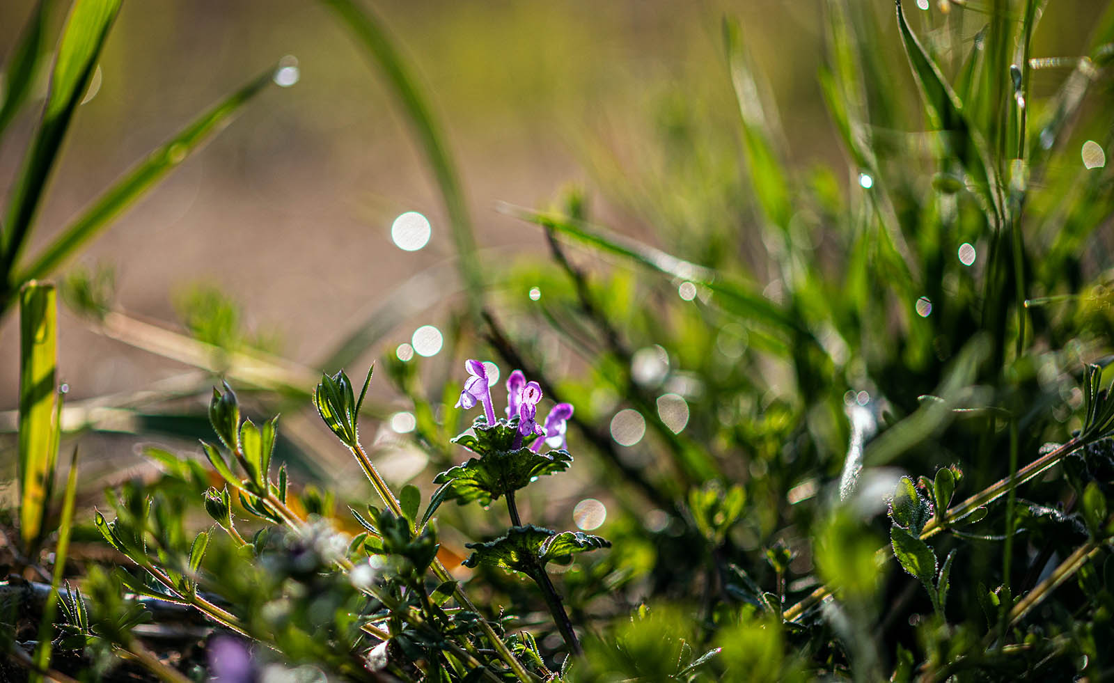 PHOTO BY jps | Canon EOS R6 | 2024:04:08 08:00:18 | ISO-100 | 1/2000 sec | f 2.8 | 100 mm | EV=-0.7 | ● WIDTH:1600 pixels  HEIGHT:981 pixels