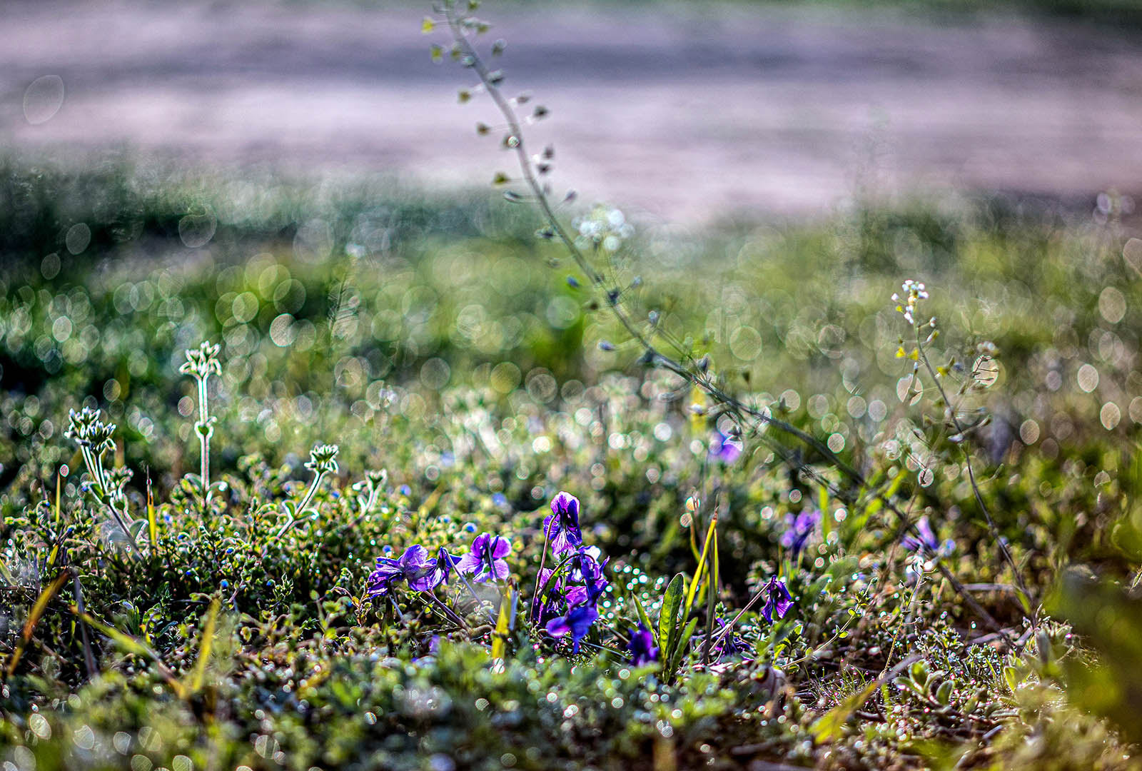 PHOTO BY jps | Canon EOS R6 | 2024:04:08 07:08:42 | ISO-100 | 1/640 sec | f 2.8 | 100 mm | EV=0 | ● WIDTH:1600 pixels  HEIGHT:1080 pixels