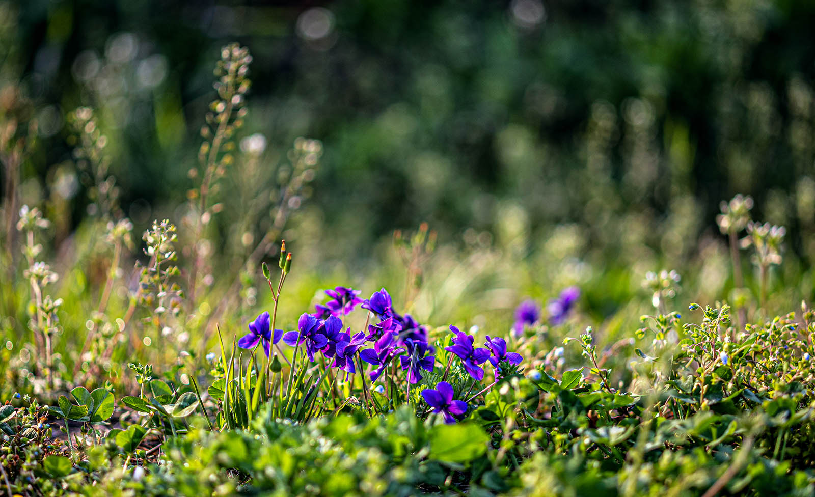 PHOTO BY jps | Canon EOS R6 | 2024:04:08 07:13:17 | ISO-100 | 1/500 sec | f 2.8 | 100 mm | EV=-0.7 | ● WIDTH:1600 pixels  HEIGHT:976 pixels