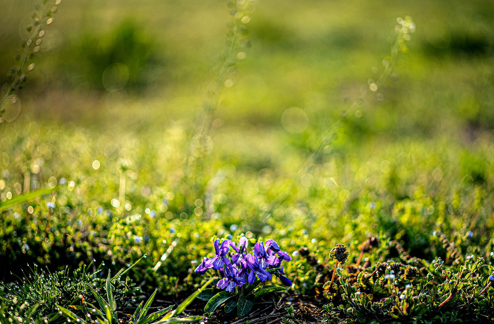 PHOTO BY jps | Canon EOS R6 | 2024:04:08 07:14:22 | ISO-100 | 1/500 sec | f 2.8 | 100 mm | EV=0 | ● WIDTH:1600 pixels  HEIGHT:1051 pixels