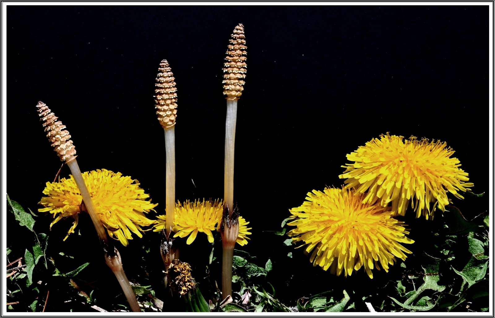 PHOTO BY  | NIKON Z 7_2 | 2024:04:08 23:34:44 | ISO-400 | 1/100 sec | f 36 | 60 mm | EV=-0.3 | ● WIDTH:5408 pixels  HEIGHT:3600 pixels