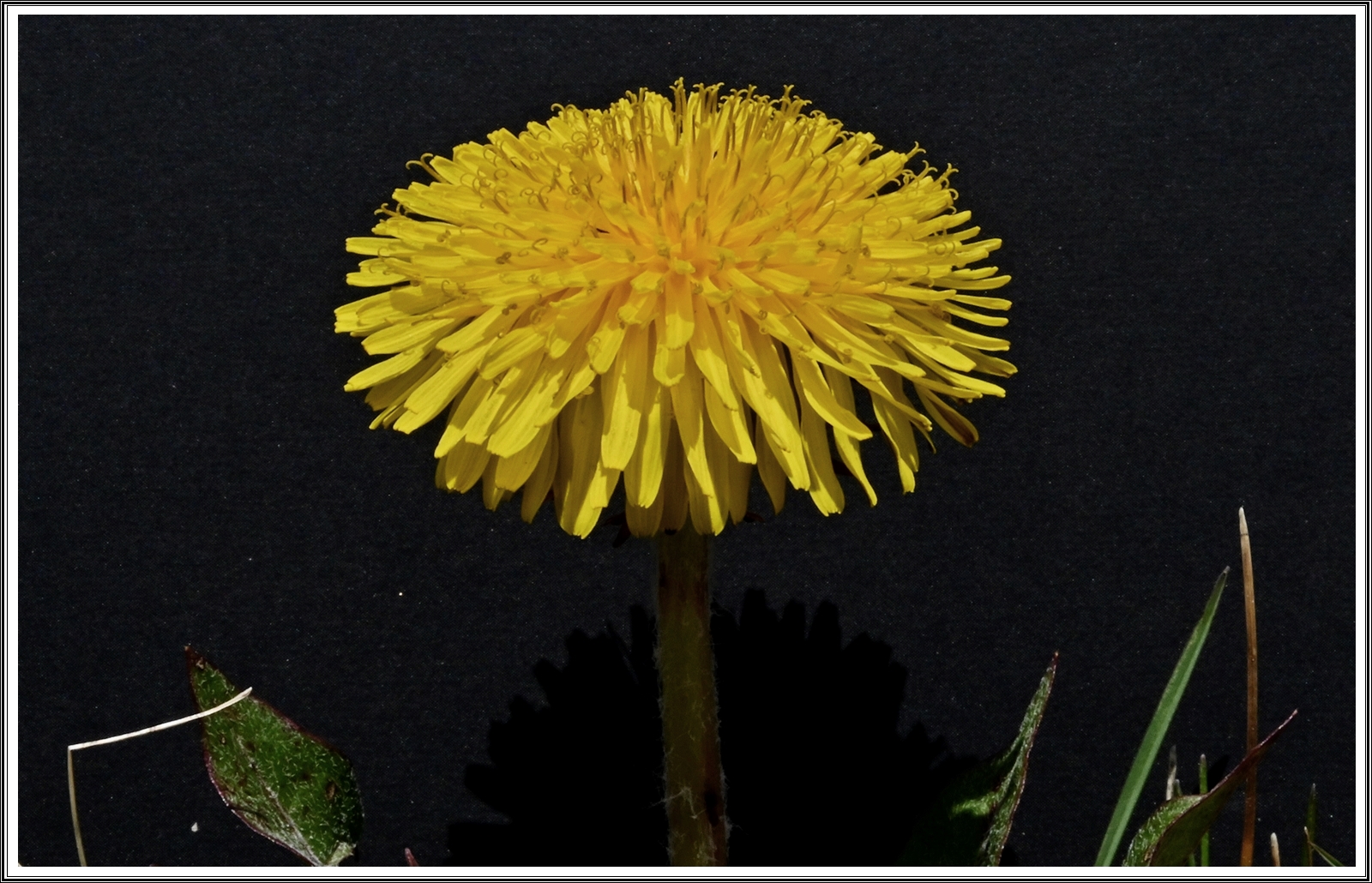 PHOTO BY  | NIKON Z 7_2 | 2024:04:08 23:30:14 | ISO-400 | 1/125 sec | f 36 | 60 mm | EV=-0.3 | ● WIDTH:5408 pixels  HEIGHT:3600 pixels