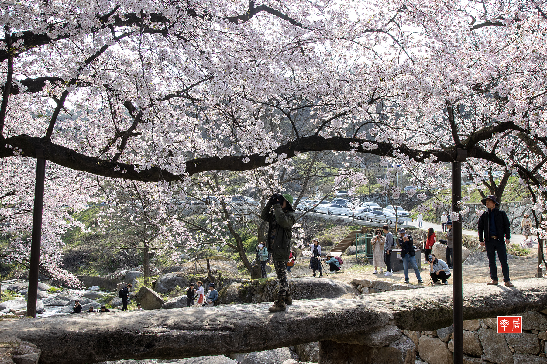PHOTO BY changickheun | Canon EOS-1D X Mark III | 2024:04:10 09:35:23 | ISO-200 | 1/125 sec | f 9 | 32 mm | EV=0 | ● WIDTH:1800 pixels  HEIGHT:1198 pixels