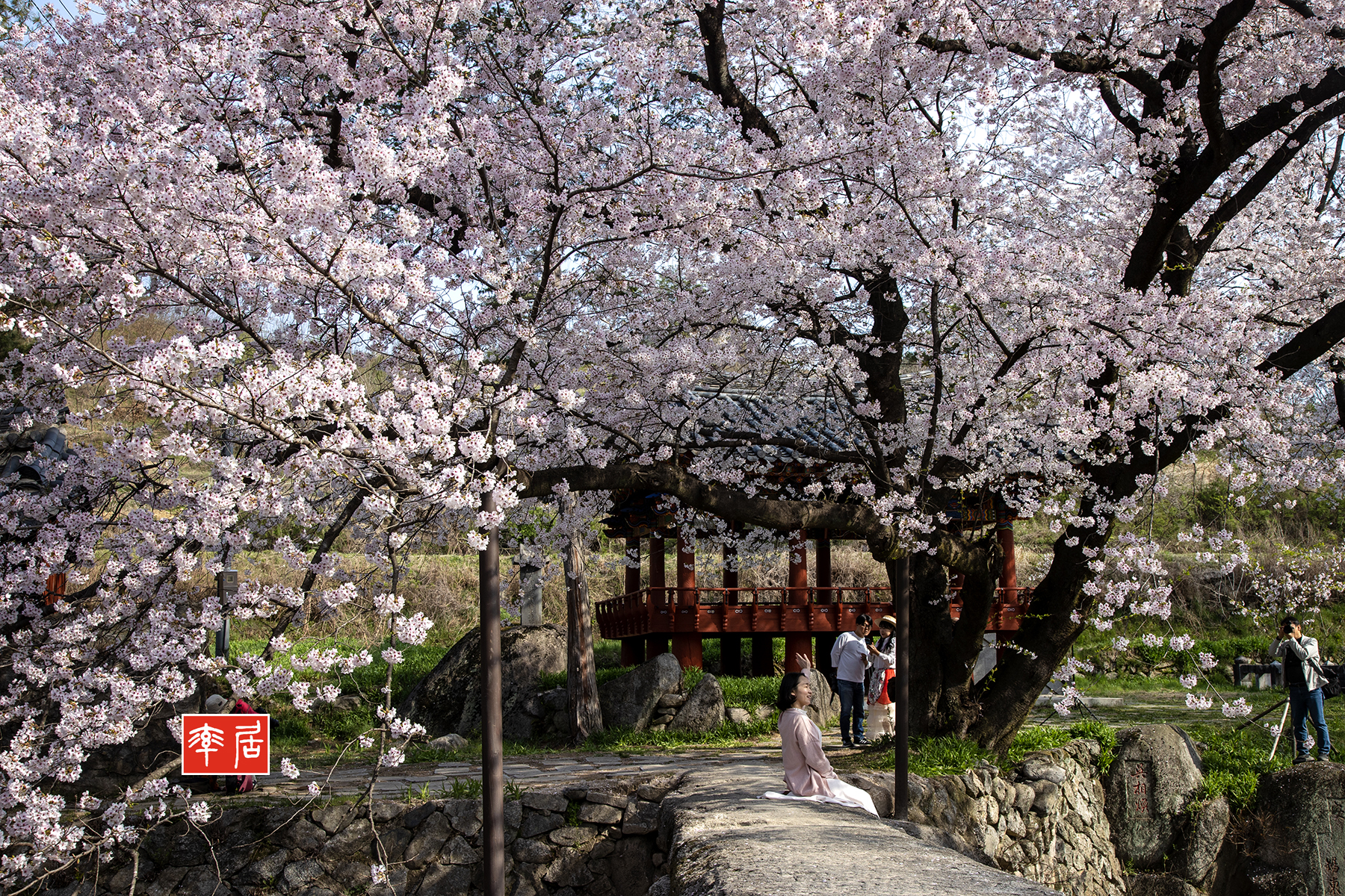 PHOTO BY changickheun | Canon EOS-1D X Mark III | 2024:04:10 08:57:48 | ISO-100 | 1/160 sec | f 10 | 40 mm | EV=0 | ● WIDTH:1800 pixels  HEIGHT:1200 pixels