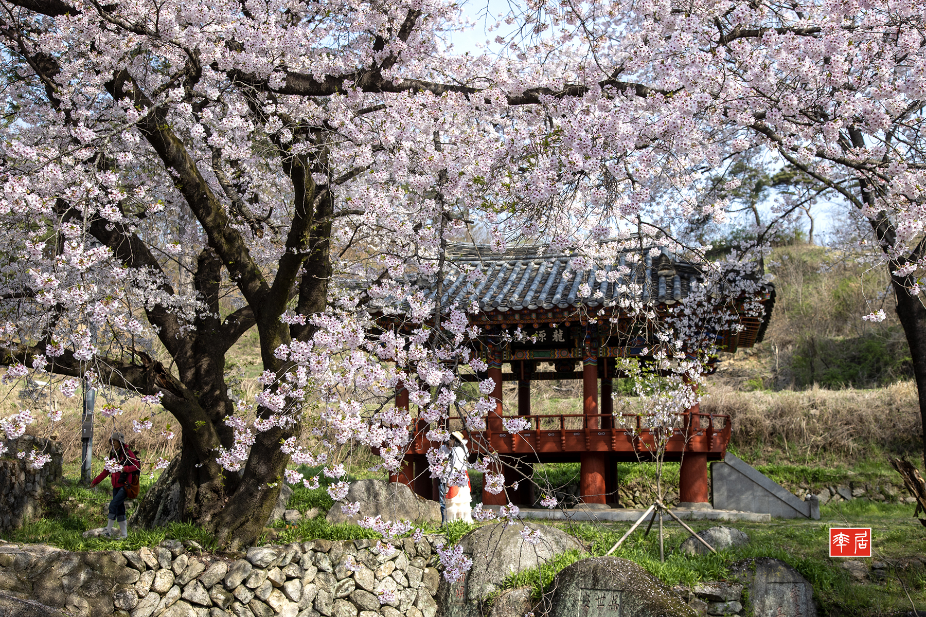 PHOTO BY changickheun | Canon EOS-1D X Mark III | 2024:04:10 08:59:24 | ISO-100 | 1/160 sec | f 7.1 | 47 mm | EV=0 | ● WIDTH:1800 pixels  HEIGHT:1200 pixels