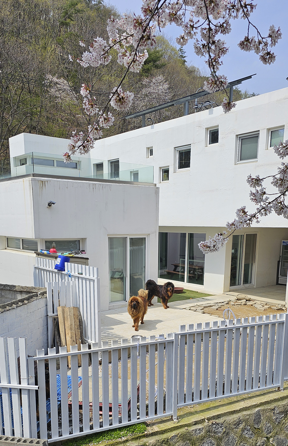 PHOTO BY  | Galaxy S23 Ultra | 2024:04:07 13:13:54 | ISO-10 | 1/1000 sec | f 1.7 | 6.3 mm | EV=0 | ● WIDTH:967 pixels  HEIGHT:1500 pixels