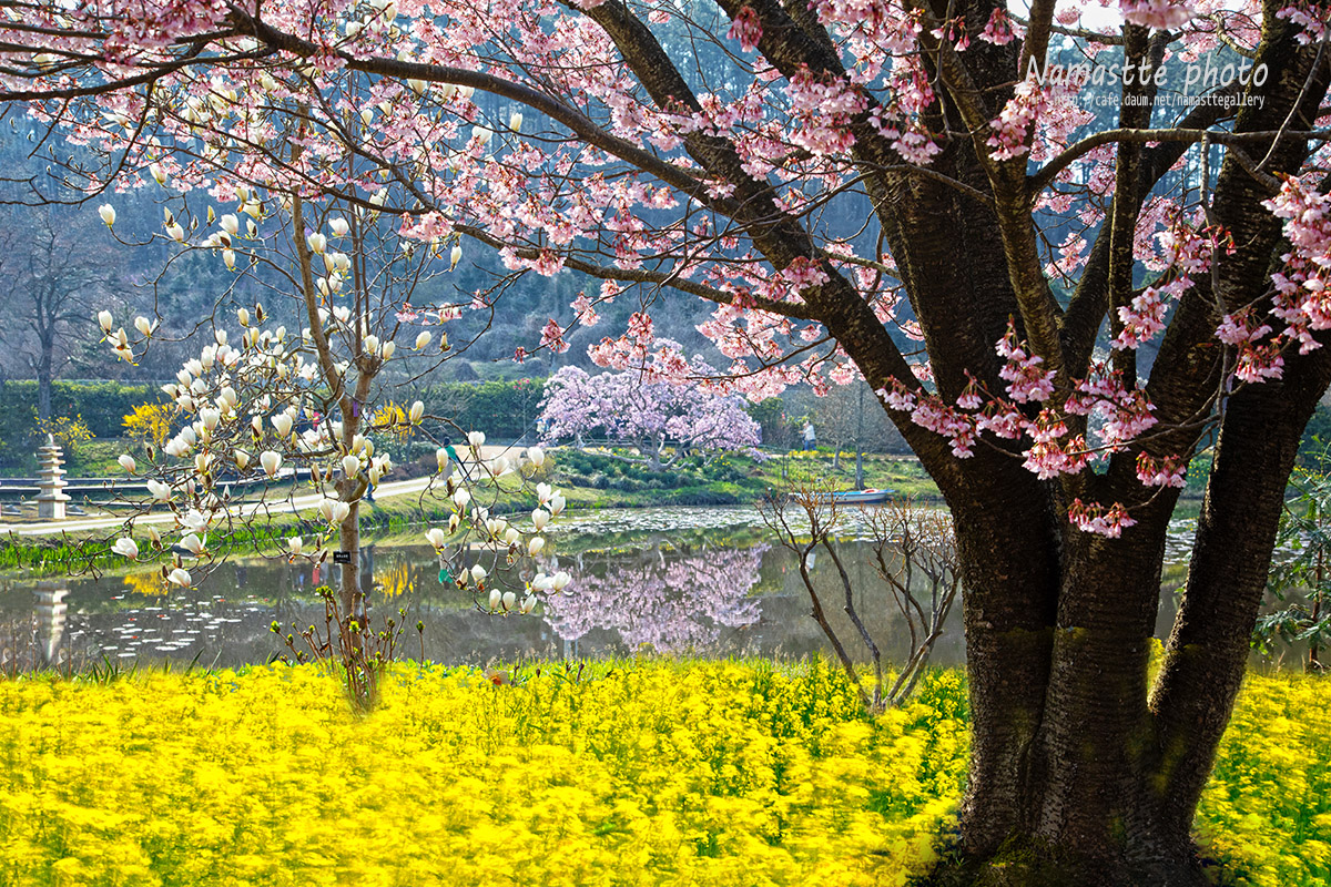 PHOTO BY LEE PILKOO | Canon EOS 5D Mark IV | 2024:04:07 09:16:23 | ISO-200 | 1/250 sec | f 8 | 50 mm | EV=-0.7 | ● WIDTH:1200 pixels  HEIGHT:800 pixels