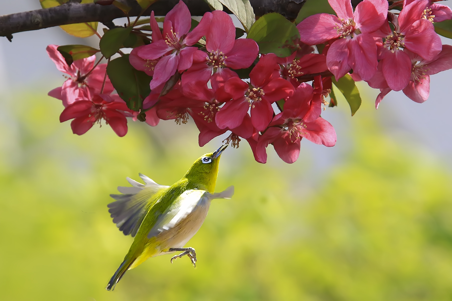 PHOTO BY HNalim | Canon EOS 7D Mark II | 2024:04:07 16:03:23 | ISO-1000 | 1/640 sec | f 8 | 300 mm | EV=0 | ● WIDTH:1800 pixels  HEIGHT:1200 pixels