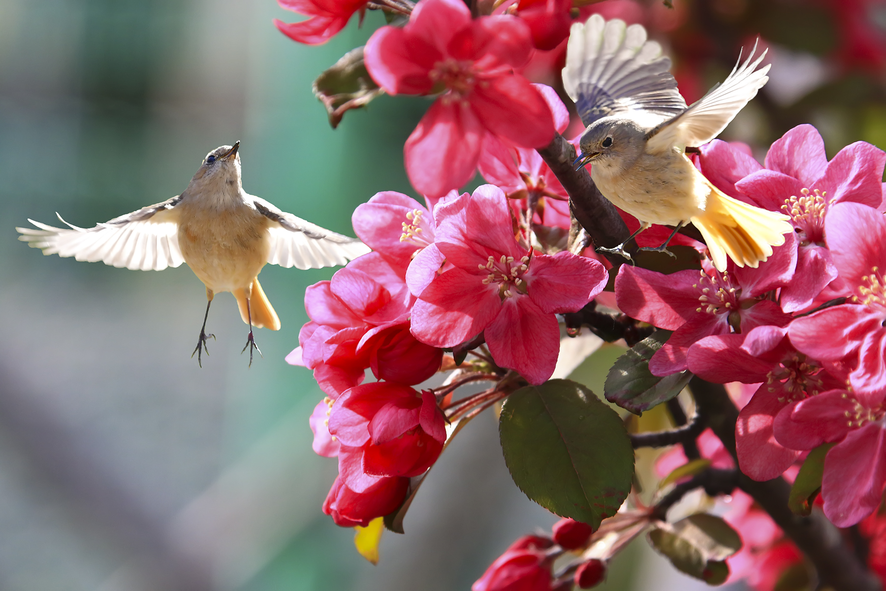 PHOTO BY HNalim | Canon EOS 7D Mark II | 2024:04:07 16:18:22 | ISO-1000 | 1/800 sec | f 8 | 270 mm | EV=0 | ● WIDTH:1800 pixels  HEIGHT:1200 pixels