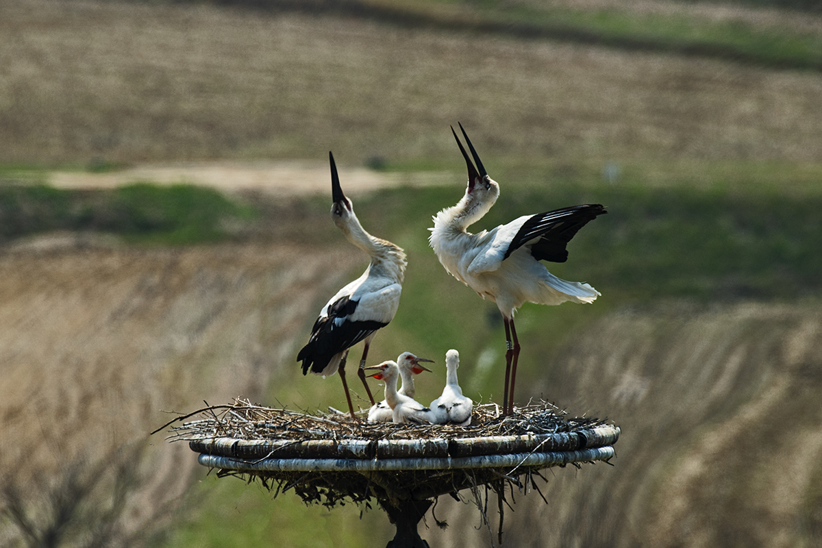 PHOTO BY  | NIKON D5 | 2024:04:09 12:47:58 | ISO-450 | 1/2500 sec | f 5.6 | 600 mm | EV=0.3 | ● WIDTH:1200 pixels  HEIGHT:800 pixels