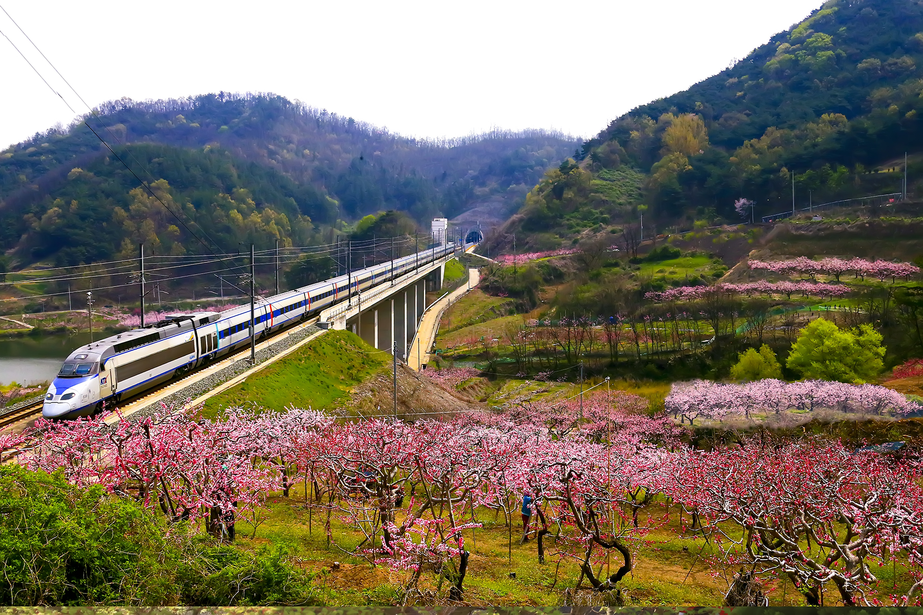 PHOTO BY HNalim | Canon EOS 7D Mark II | 2024:04:04 17:23:41 | ISO-1000 | 1/640 sec | f 8 | 85 mm | EV=0 | ● WIDTH:1800 pixels  HEIGHT:1200 pixels