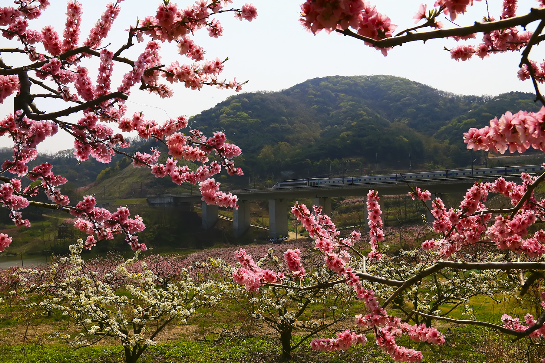 PHOTO BY HNalim | Canon EOS 7D Mark II | 2024:04:04 17:23:41 | ISO-1000 | 1/640 sec | f 8 | 85 mm | EV=0 | ● WIDTH:1800 pixels  HEIGHT:1200 pixels