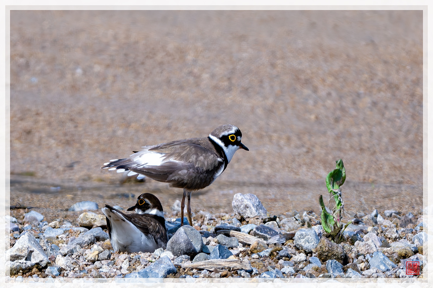 PHOTO BY  | NIKON Z 9 | 2024:04:12 09:39:23 | ISO-200 | 1/1600 sec | f 5.6 | 840 mm | EV=-0.3 | ● WIDTH:1500 pixels  HEIGHT:999 pixels