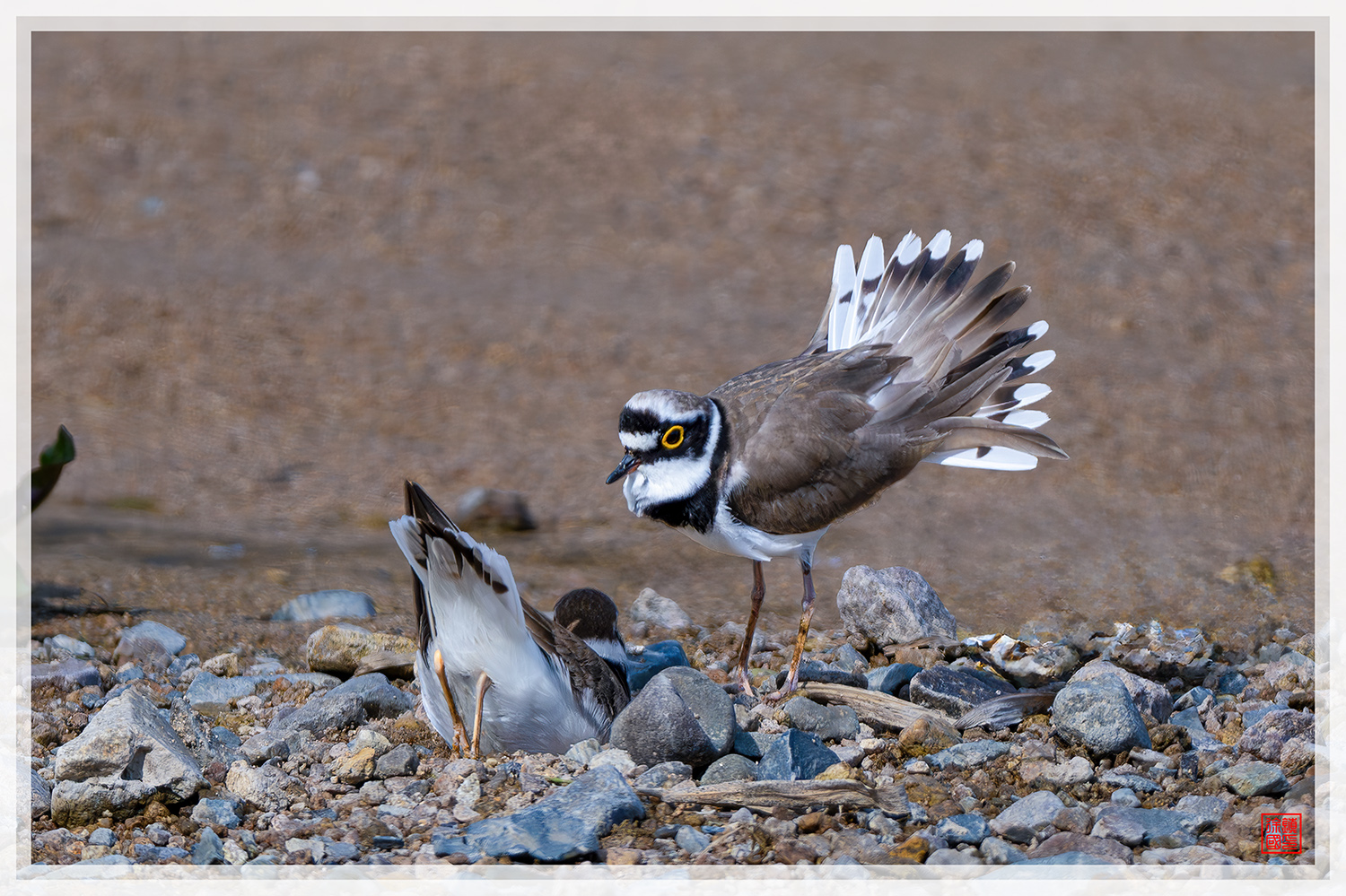 PHOTO BY  | NIKON Z 9 | 2024:04:12 09:39:37 | ISO-200 | 1/1600 sec | f 5.6 | 840 mm | EV=-0.3 | ● WIDTH:1500 pixels  HEIGHT:999 pixels