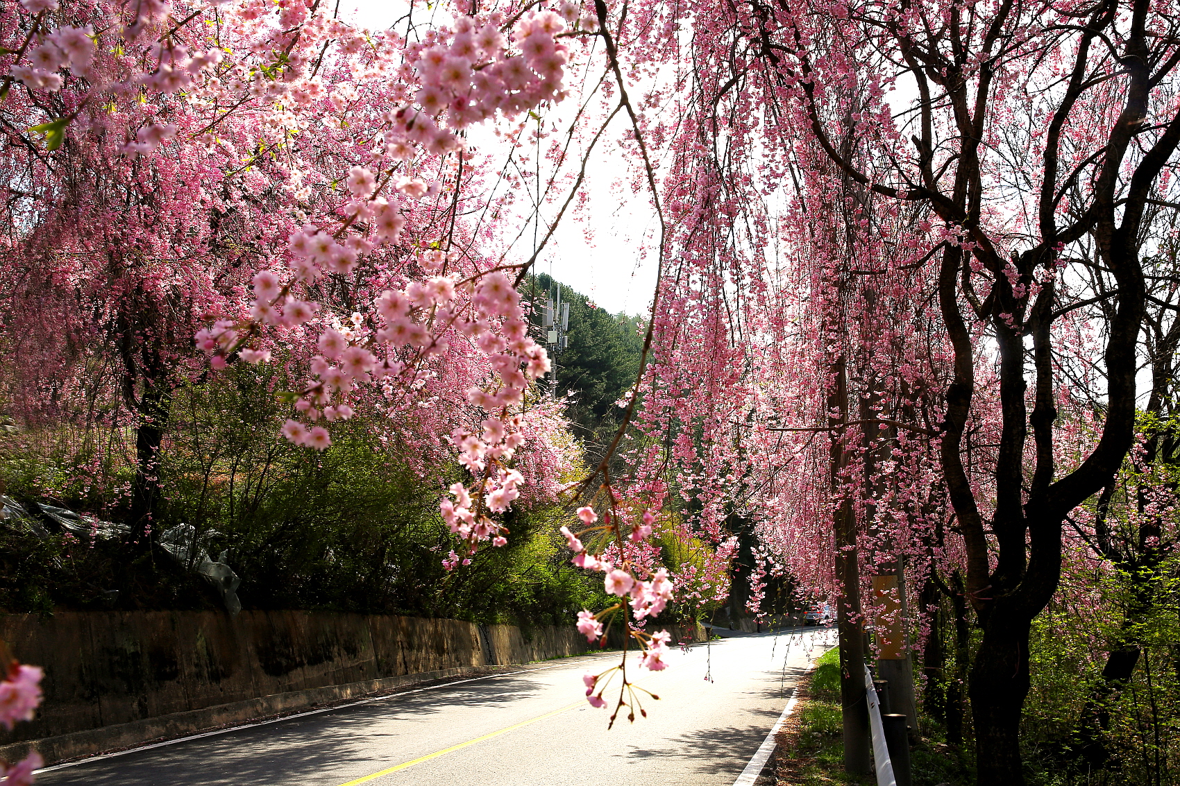 PHOTO BY  | Canon EOS 5D Mark III | 2024:04:12 09:50:46 | ISO-100 |  |  |  | EV=0 | ● WIDTH:1700 pixels  HEIGHT:1133 pixels