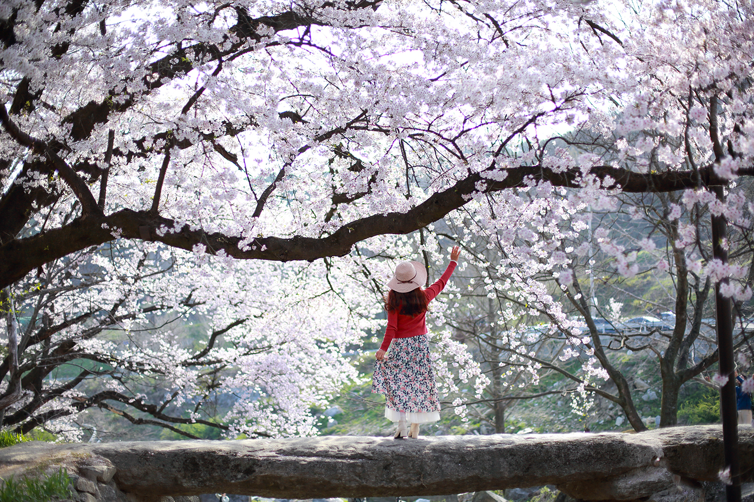 PHOTO BY  | Canon EOS 5D Mark III | 2024:04:10 08:49:18 | ISO-250 | 1/4000 sec | f 1.8 | 50 mm | EV=0 | ● WIDTH:1500 pixels  HEIGHT:1000 pixels