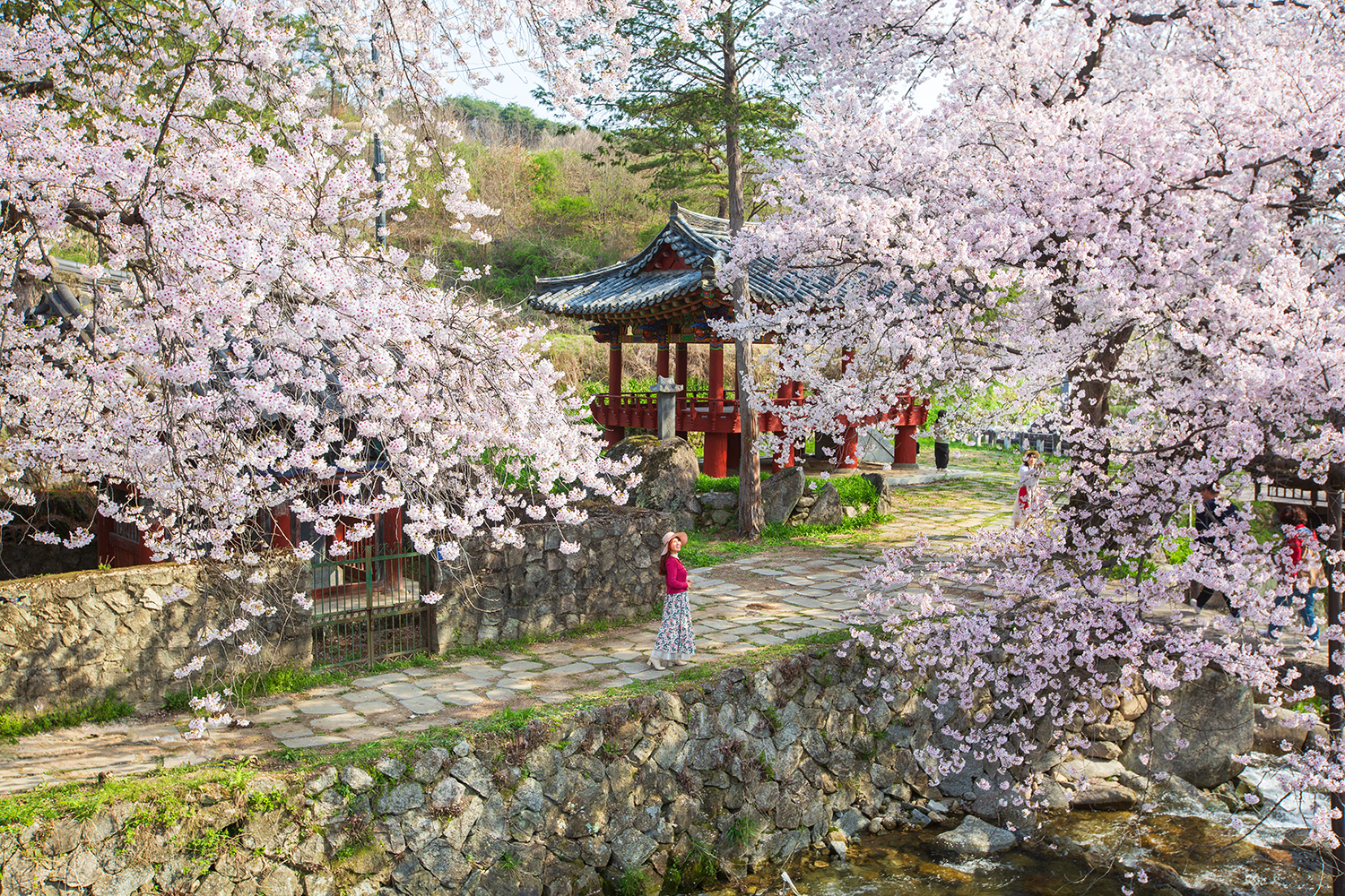 PHOTO BY  | Canon EOS 5D Mark III | 2024:04:10 09:06:19 | ISO-250 | 1/160 sec | f 8 | 33 mm | EV=0 | ● WIDTH:1500 pixels  HEIGHT:1000 pixels