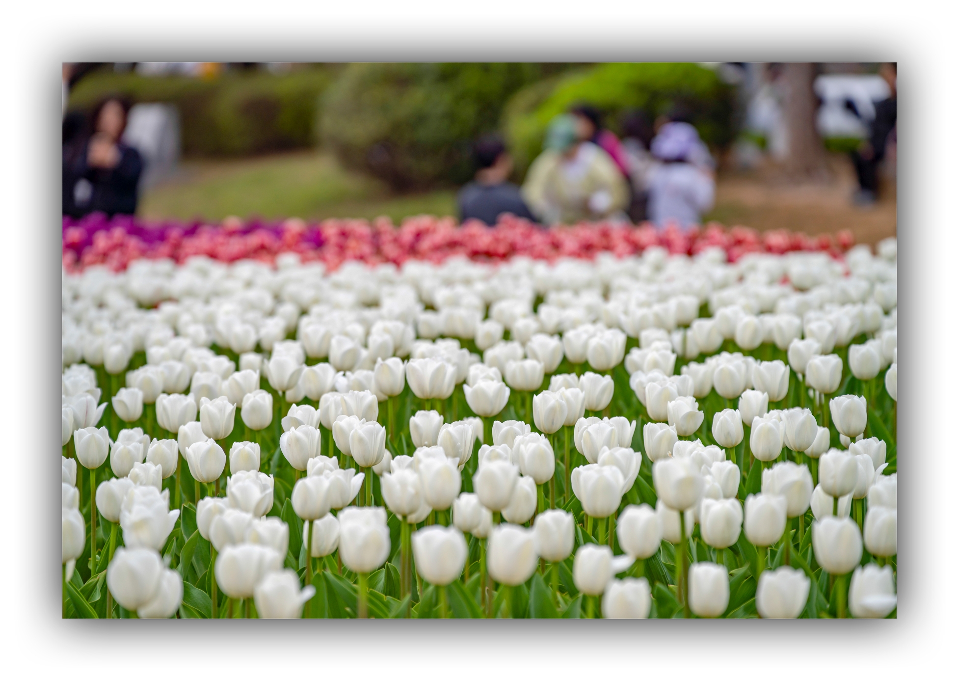 PHOTO BY Sil Sang Kim | ILCE-7RM4 | 2024:03:31 03:53:22 | ISO-100 | 1/1250 sec | f 4 | 150 mm | EV=0 | ● WIDTH:1954 pixels  HEIGHT:1387 pixels