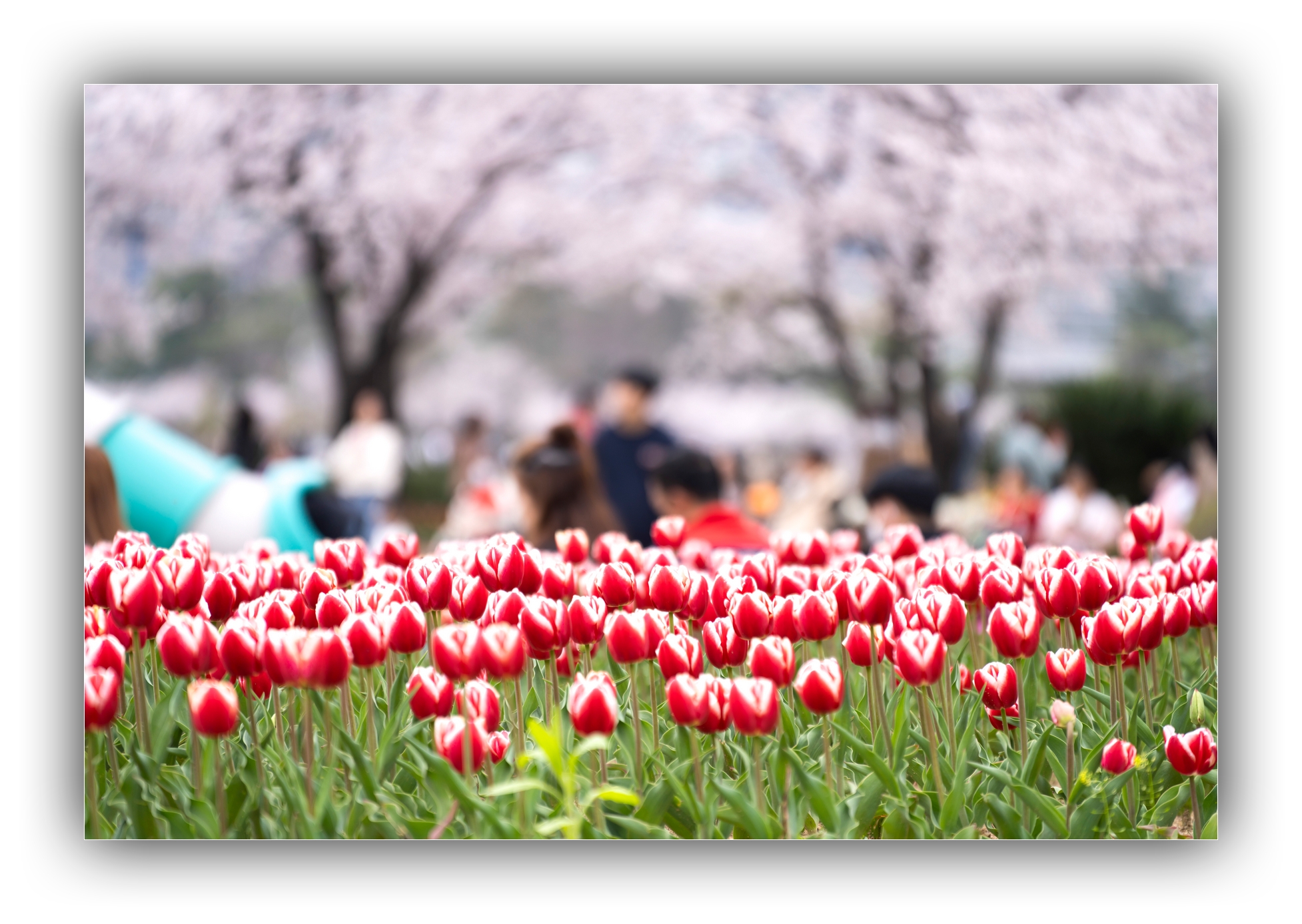 PHOTO BY Sil Sang Kim | ILCE-7RM4 | 2024:03:31 03:54:42 | ISO-100 | 1/500 sec | f 2.8 | 140 mm | EV=0 | ● WIDTH:1954 pixels  HEIGHT:1387 pixels