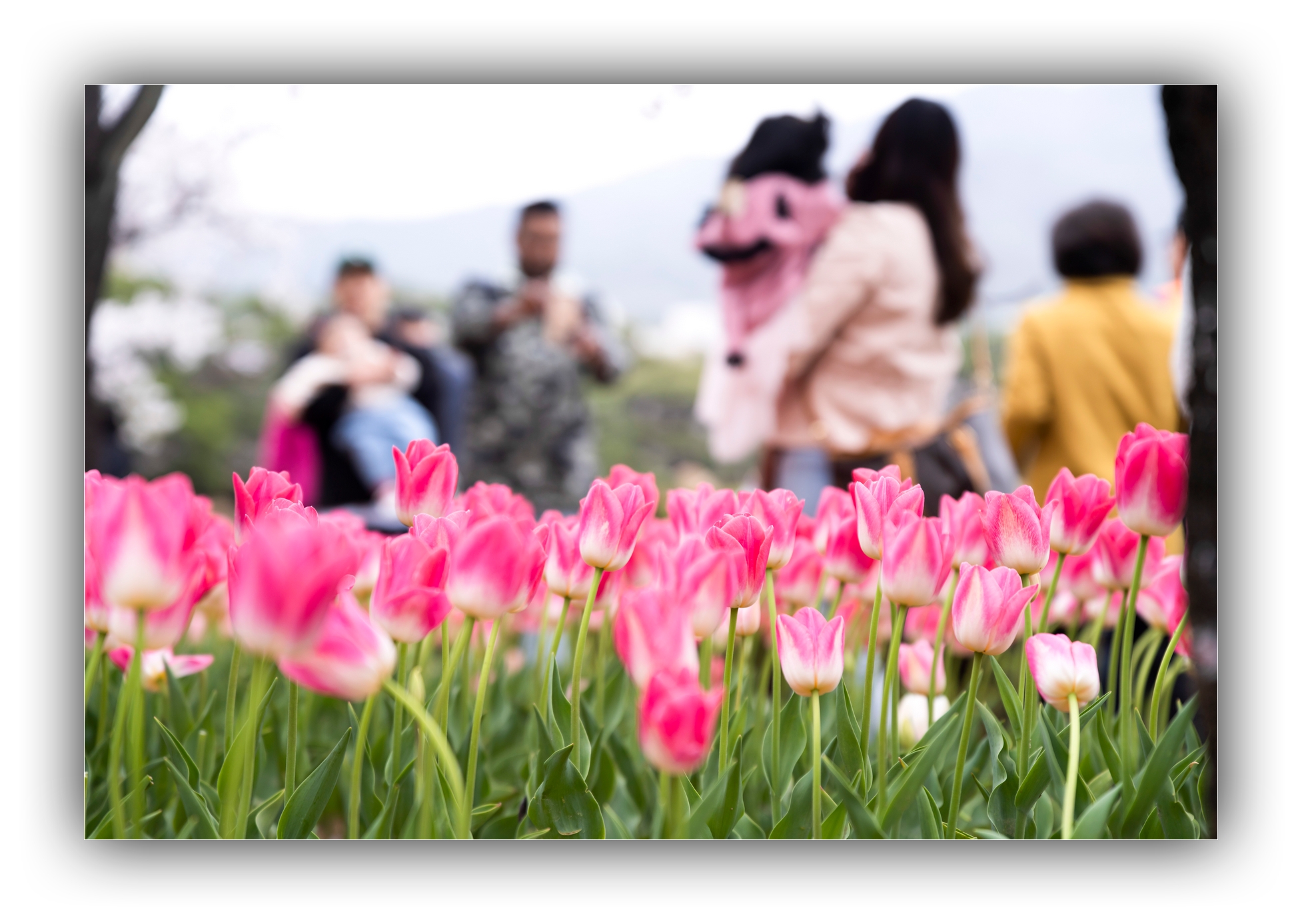 PHOTO BY Sil Sang Kim | ILCE-7RM4 | 2024:03:31 04:20:14 | ISO-100 | 1/500 sec | f 2.8 | 77 mm | EV=0 | ● WIDTH:1954 pixels  HEIGHT:1387 pixels