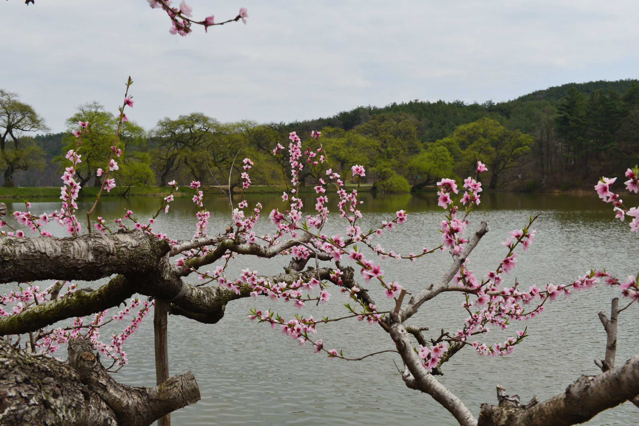 PHOTO BY                                      | NIKON D800 | 2024:04:05 12:10:17 | ISO-100 | 1/250 sec | f 9 | 40 mm | EV=0 | ● WIDTH:2184 pixels  HEIGHT:1458 pixels