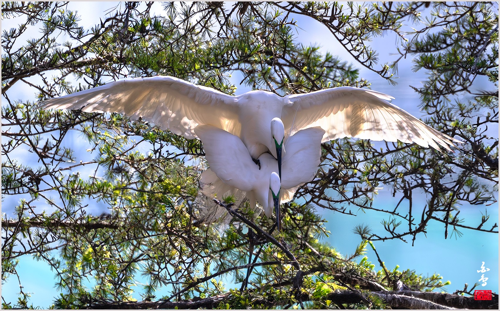   | PHOTO BY : 백조/신숙희  |