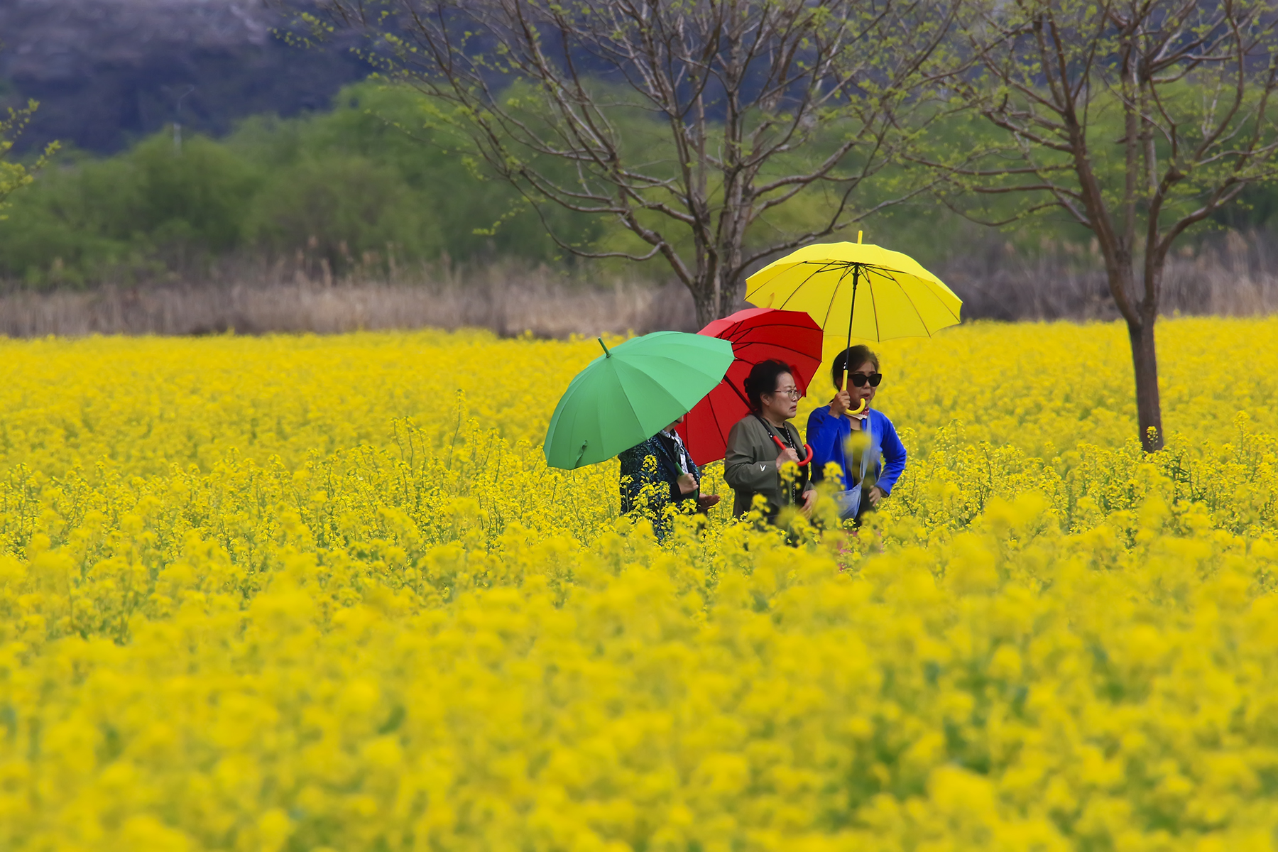 PHOTO BY HNalim | Canon EOS 7D Mark II | 2024:04:11 14:41:12 | ISO-1000 | 1/2500 sec | f 8 | 300 mm | EV=0 | ● WIDTH:1800 pixels  HEIGHT:1200 pixels