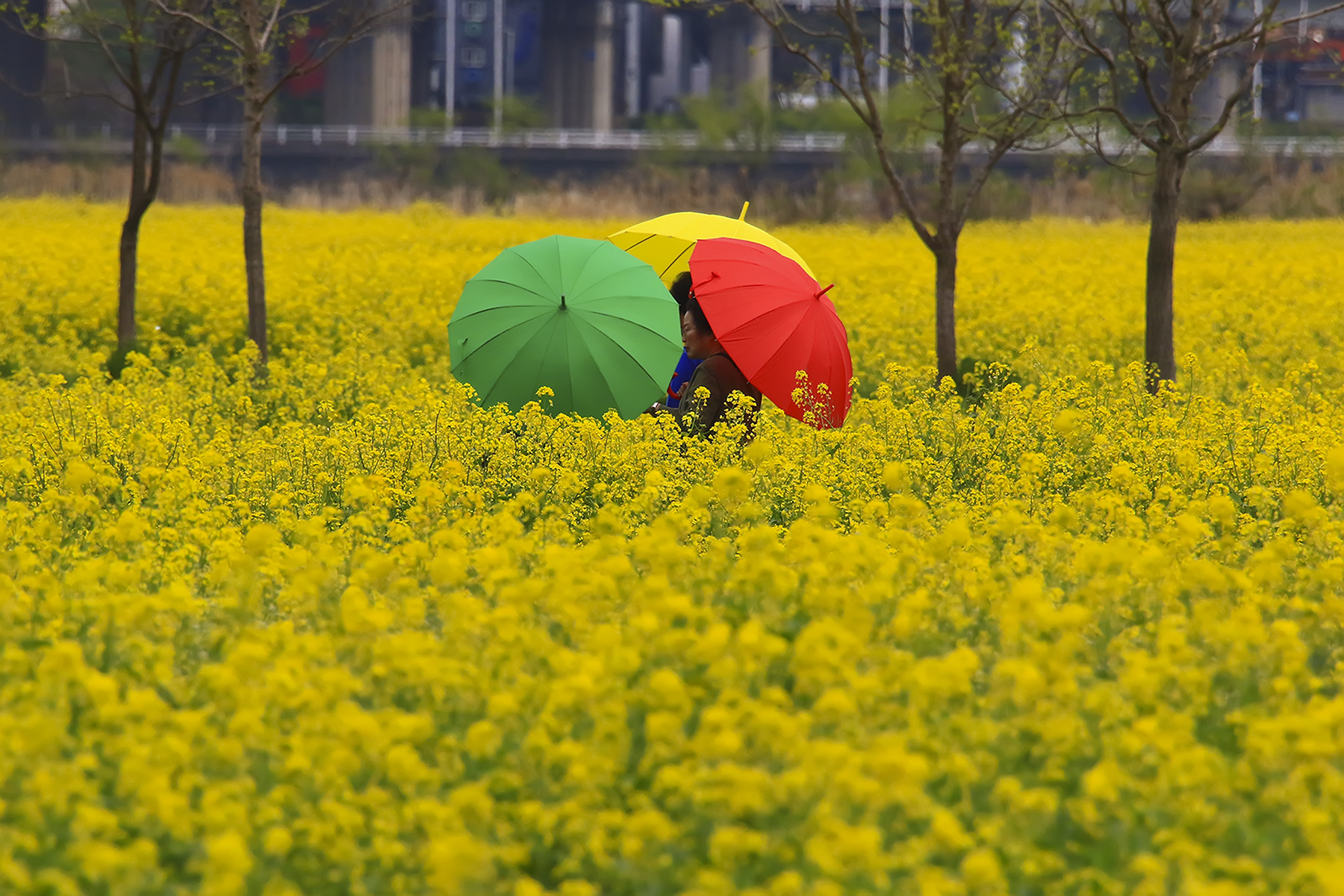 PHOTO BY HNalim | Canon EOS 7D Mark II | 2024:04:11 14:47:49 | ISO-1000 | 1/2500 sec | f 8 | 300 mm | EV=0 | ● WIDTH:1800 pixels  HEIGHT:1200 pixels