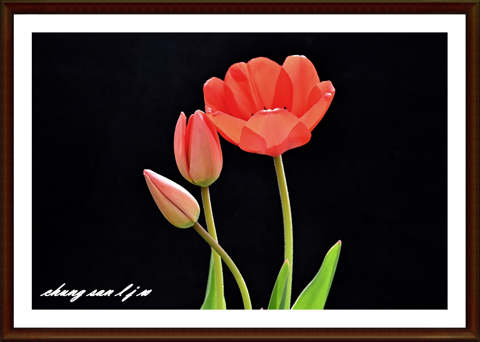 PHOTO BY  | NIKON Z 7_2 | 2024:04:16 02:05:15 | ISO-500 | 1/640 sec | f 8 | 60 mm | EV=-0.7 | ● WIDTH:5408 pixels  HEIGHT:3600 pixels