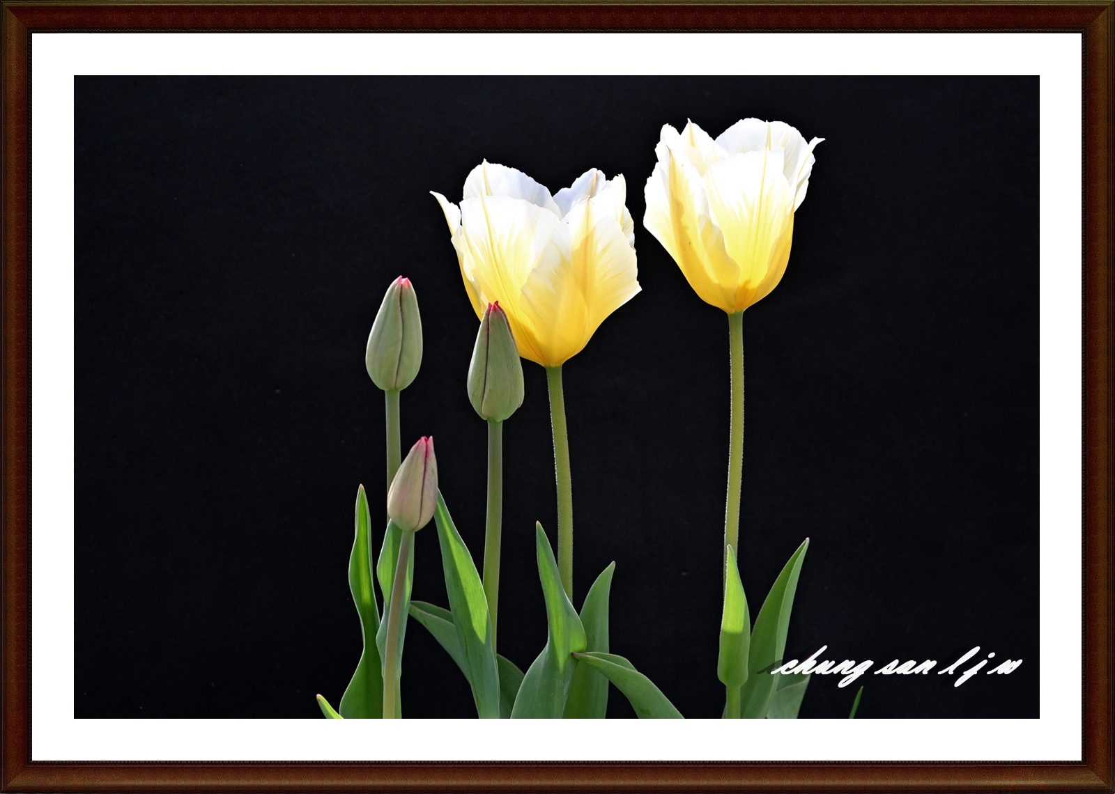 PHOTO BY  | NIKON Z 7_2 | 2024:04:16 02:09:14 | ISO-500 | 1/800 sec | f 8 | 60 mm | EV=0.3 | ● WIDTH:5408 pixels  HEIGHT:3600 pixels