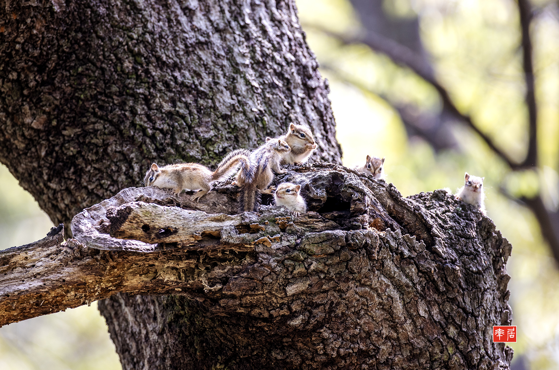 PHOTO BY changickheun | Canon EOS-1D X Mark III | 2024:04:16 10:56:57 | ISO-800 | 1/500 sec | f 4.5 | 600 mm | EV=0 | ● WIDTH:1800 pixels  HEIGHT:1193 pixels
