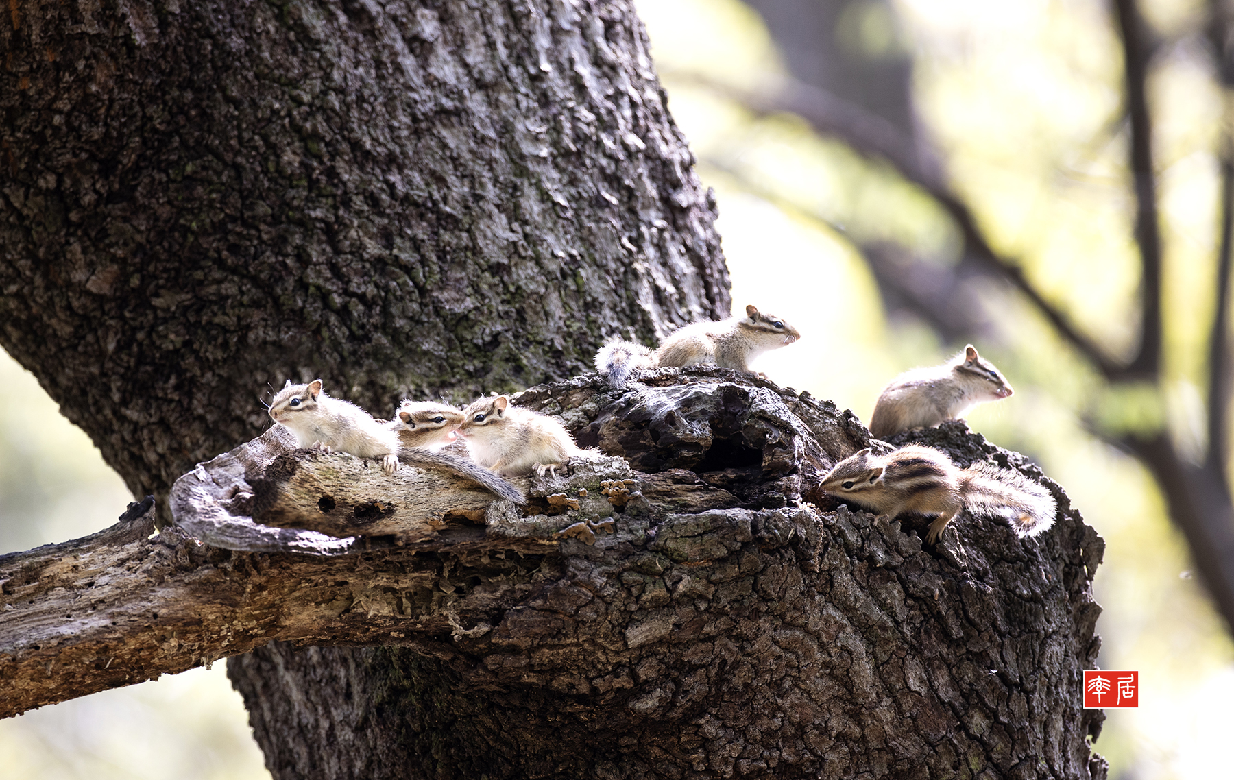 PHOTO BY changickheun | Canon EOS-1D X Mark III | 2024:04:16 10:46:50 | ISO-800 | 1/500 sec | f 4.5 | 600 mm | EV=0 | ● WIDTH:1800 pixels  HEIGHT:1138 pixels