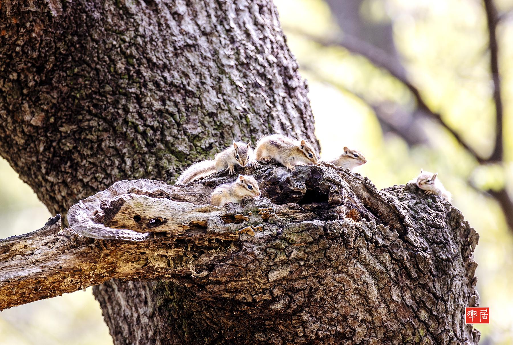 PHOTO BY changickheun | Canon EOS-1D X Mark III | 2024:04:16 10:55:59 | ISO-800 | 1/500 sec | f 4.5 | 600 mm | EV=0 | ● WIDTH:1800 pixels  HEIGHT:1211 pixels