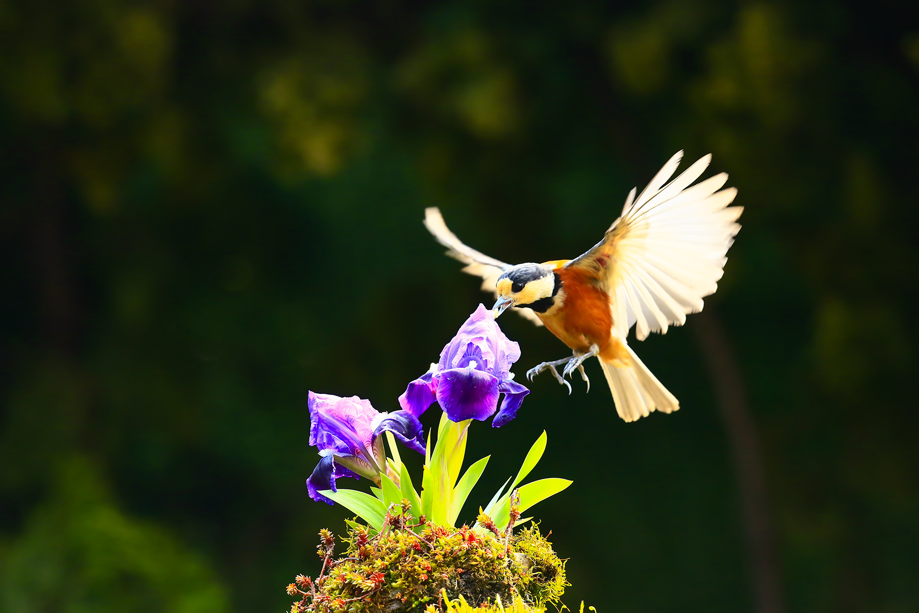 PHOTO BY HNalim | Canon EOS 7D Mark II | 2024:04:11 14:22:16 | ISO-1000 | 1/2500 sec | f 8 | 28 mm | EV=0 | ● WIDTH:1800 pixels  HEIGHT:1200 pixels