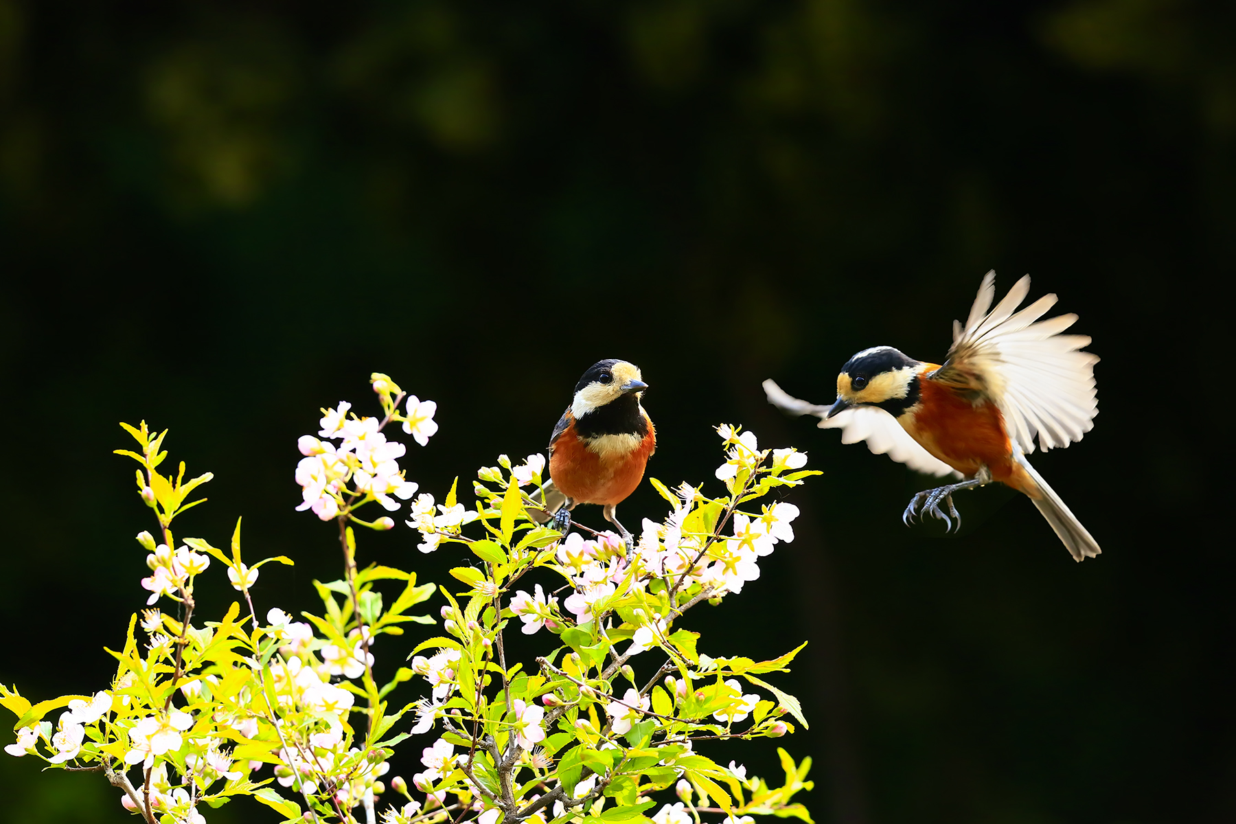 PHOTO BY HNalim | Canon EOS 7D Mark II | 2024:04:11 14:22:16 | ISO-1000 | 1/2500 sec | f 8 | 28 mm | EV=0 | ● WIDTH:1800 pixels  HEIGHT:1200 pixels