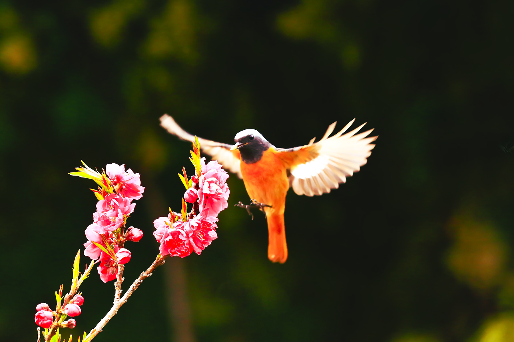 PHOTO BY HNalim | Canon EOS 7D Mark II | 2024:04:04 17:24:11 | ISO-1000 | 1/800 sec | f 8 | 200 mm | EV=0 | ● WIDTH:1800 pixels  HEIGHT:1200 pixels