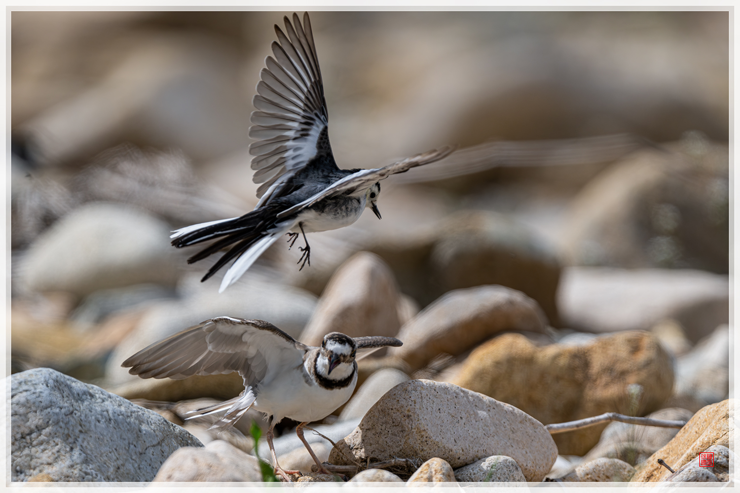 PHOTO BY  | NIKON Z 9 | 2024:04:17 14:14:27 | ISO-320 | 1/2000 sec | f 6.3 | 840 mm | EV=0 | ● WIDTH:1500 pixels  HEIGHT:1000 pixels