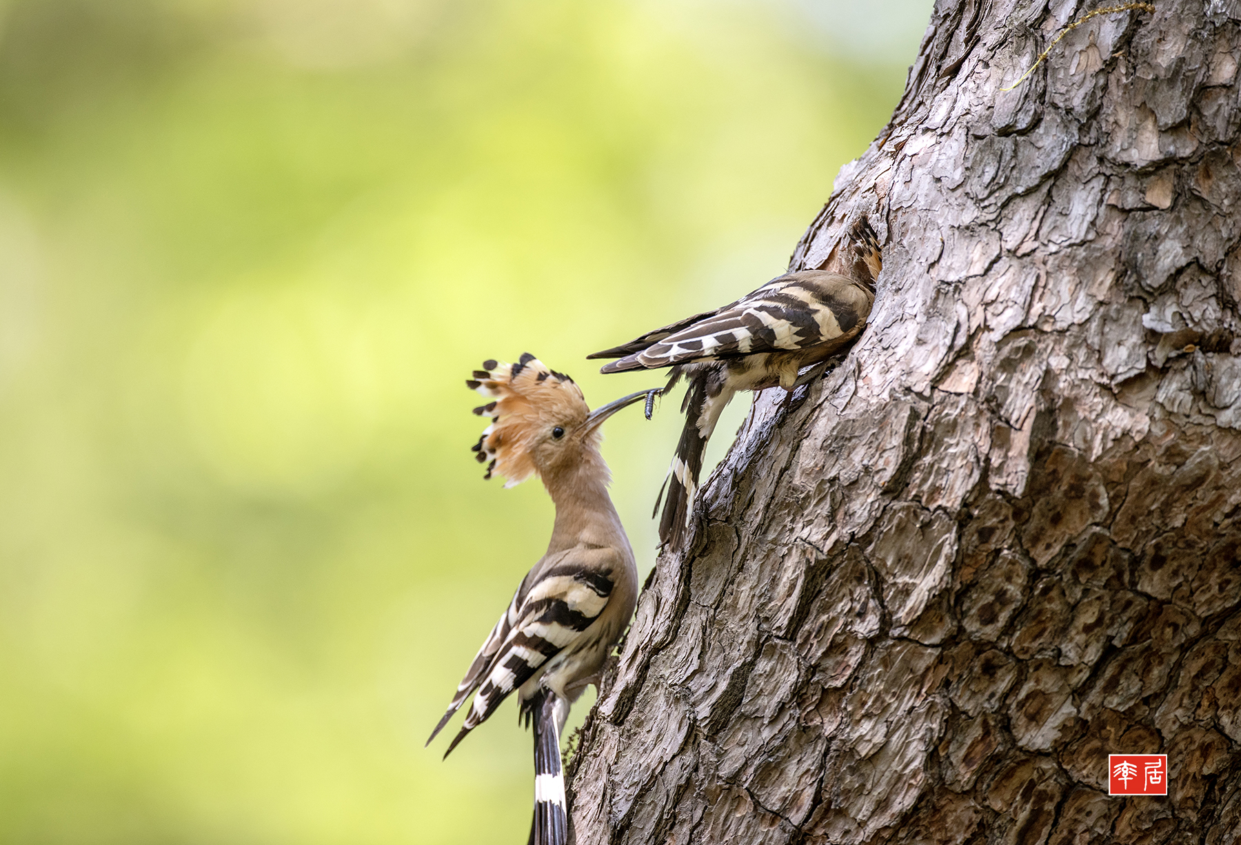 PHOTO BY changickheun | Canon EOS-1D X Mark III | 2024:04:16 13:34:24 | ISO-800 | 1/800 sec | f 4 | 600 mm | EV=0 | ● WIDTH:1800 pixels  HEIGHT:1226 pixels