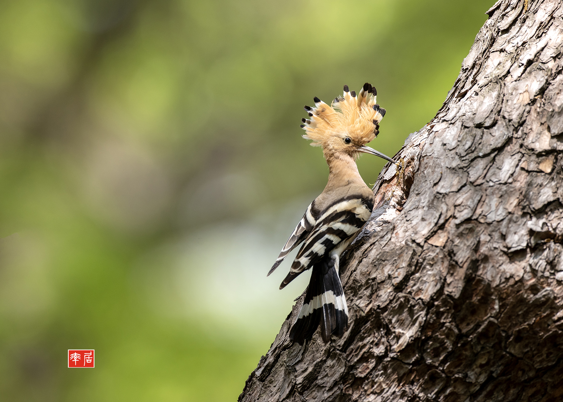 PHOTO BY changickheun | Canon EOS-1D X Mark III | 2024:04:16 12:12:17 | ISO-400 | 1/800 sec | f 5 | 600 mm | EV=0 | ● WIDTH:1800 pixels  HEIGHT:1287 pixels