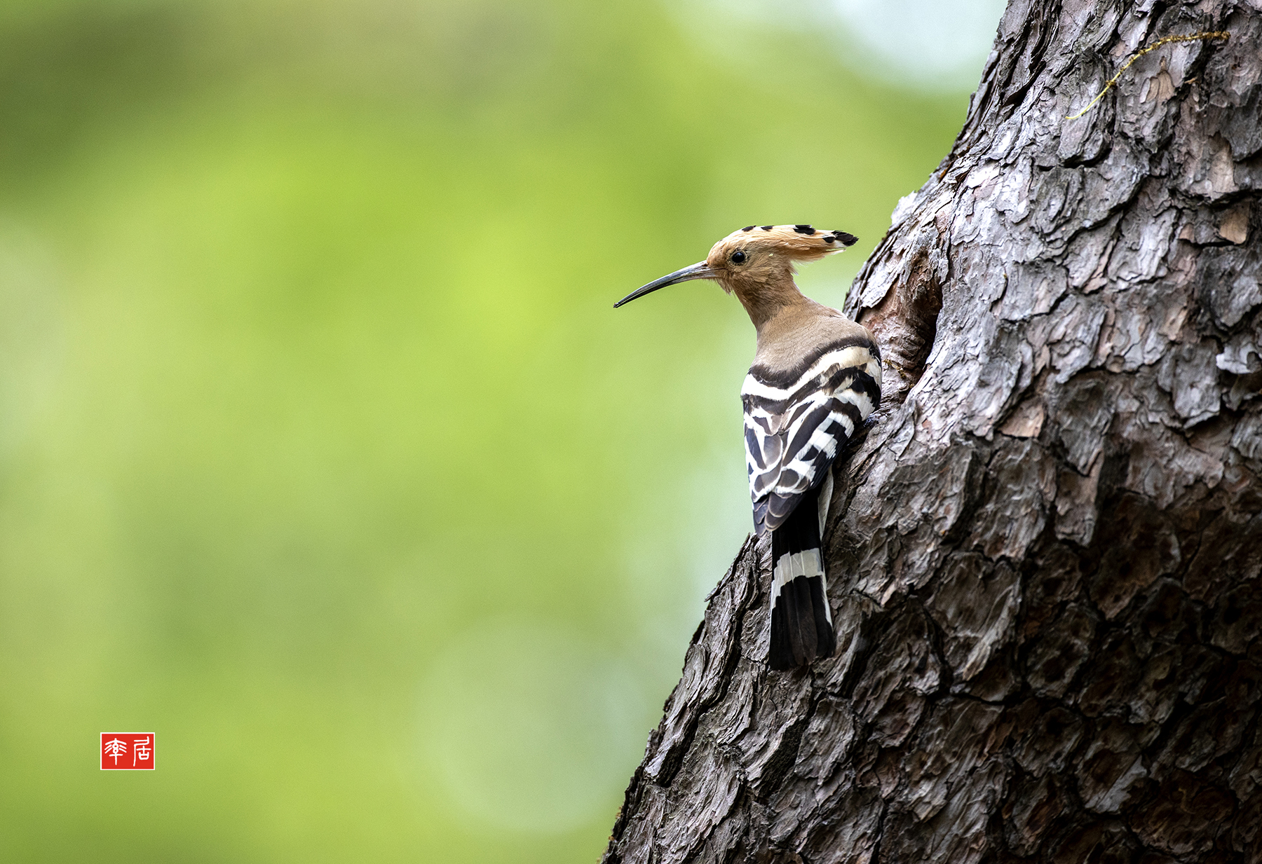 PHOTO BY changickheun | Canon EOS-1D X Mark III | 2024:04:16 13:32:57 | ISO-800 | 1/800 sec | f 4 | 600 mm | EV=0 | ● WIDTH:1800 pixels  HEIGHT:1233 pixels
