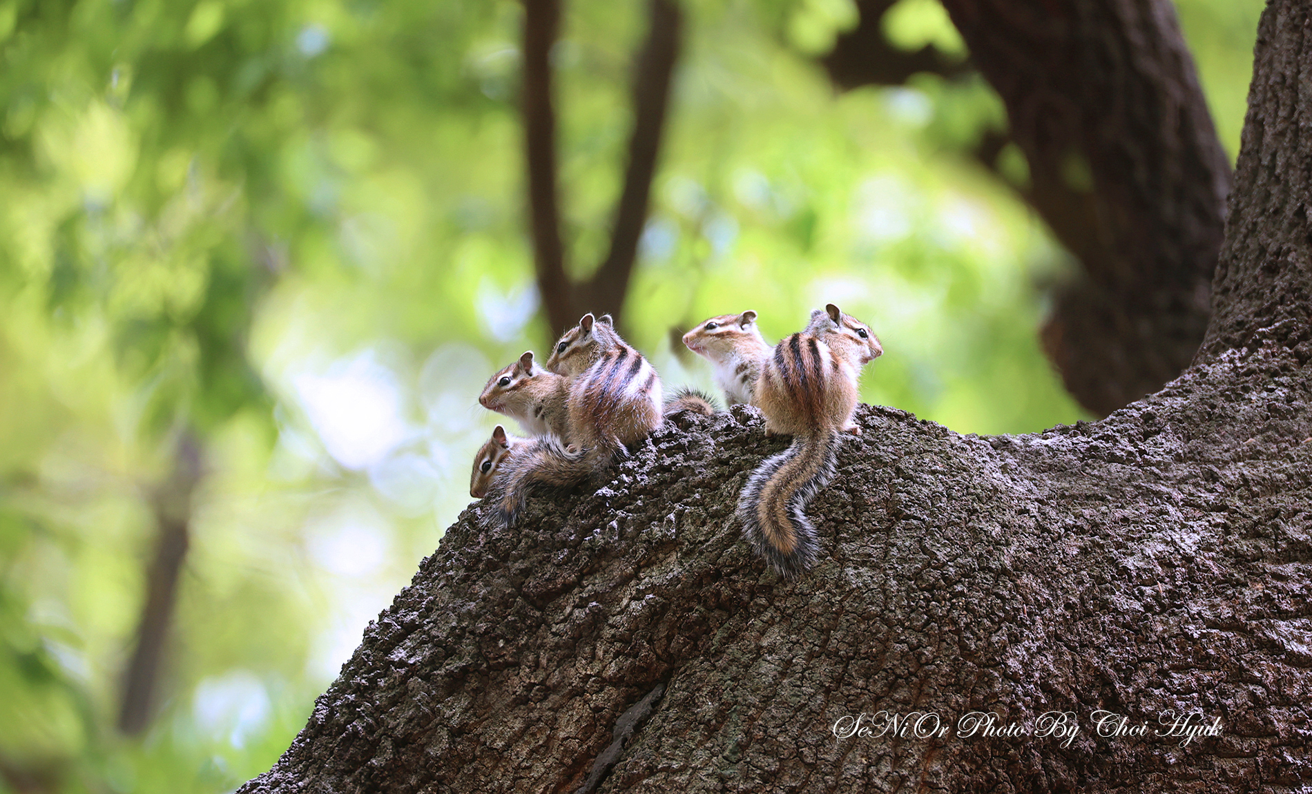 PHOTO BY  | Canon EOS R6 | 2024:04:17 12:48:24 | ISO-1000 | 1/400 sec | f 6.3 | 600 mm | EV=0 | ● WIDTH:1900 pixels  HEIGHT:1150 pixels