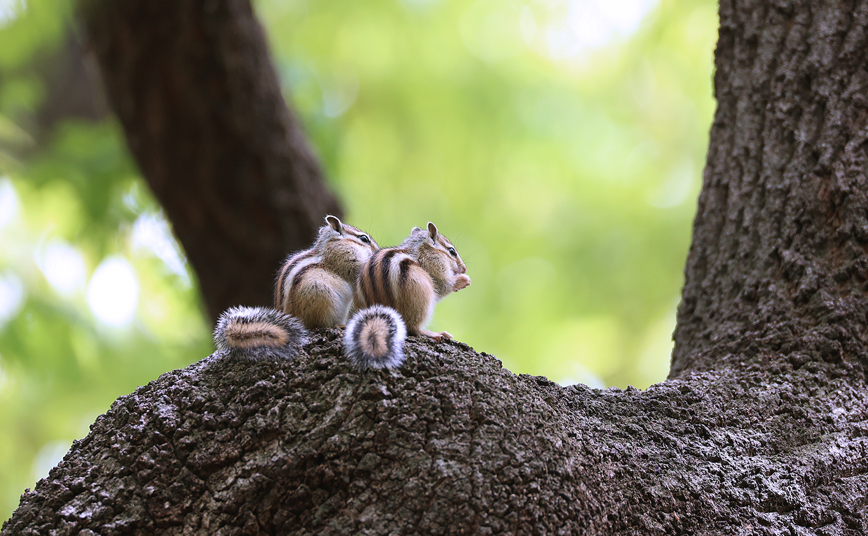 PHOTO BY  | Canon EOS R6 | 2024:04:17 12:56:21 | ISO-1000 | 1/250 sec | f 6.3 | 600 mm | EV=0 | ● WIDTH:1700 pixels  HEIGHT:1050 pixels