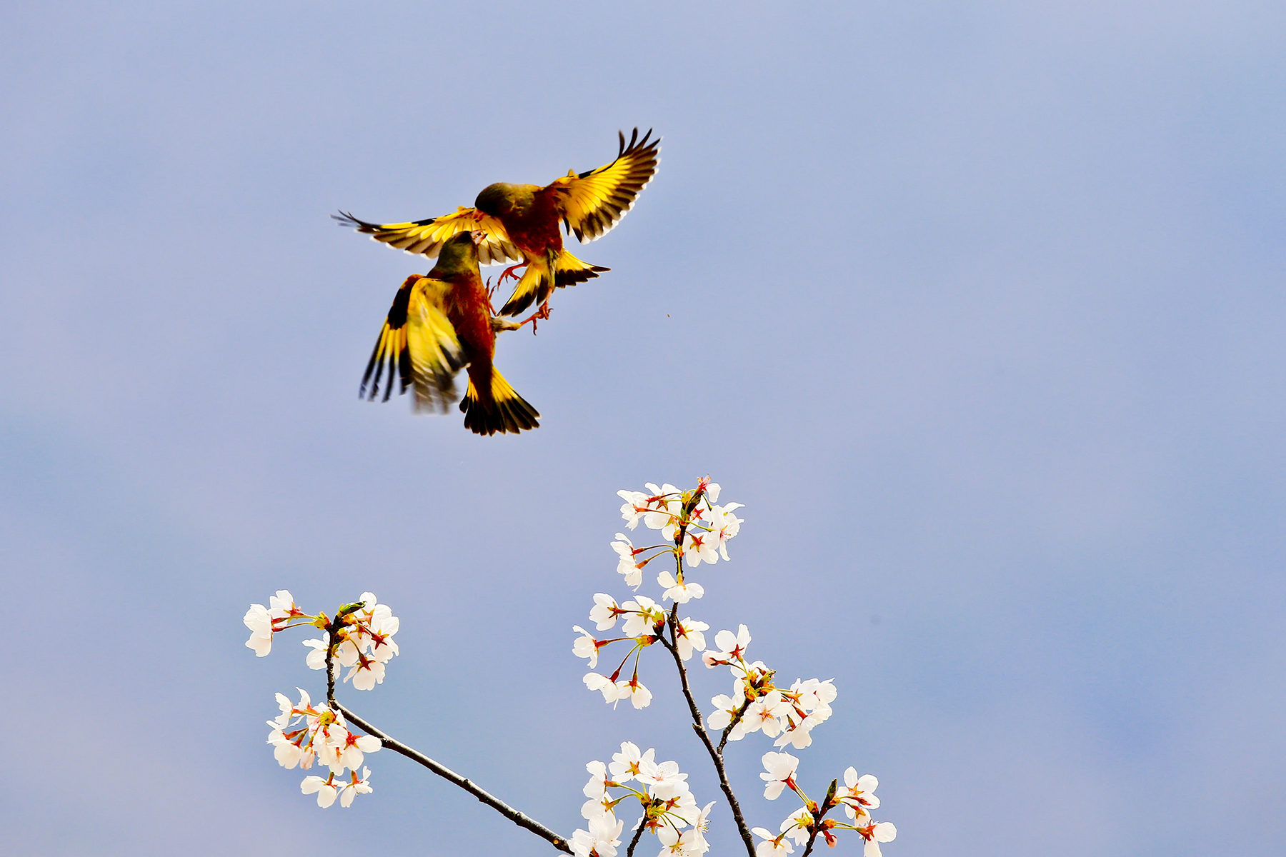 PHOTO BY HNalim | Canon EOS 7D Mark II | 2024:04:11 14:22:37 | ISO-1000 | 1/2500 sec | f 8 | 35 mm | EV=0 | ● WIDTH:1800 pixels  HEIGHT:1200 pixels