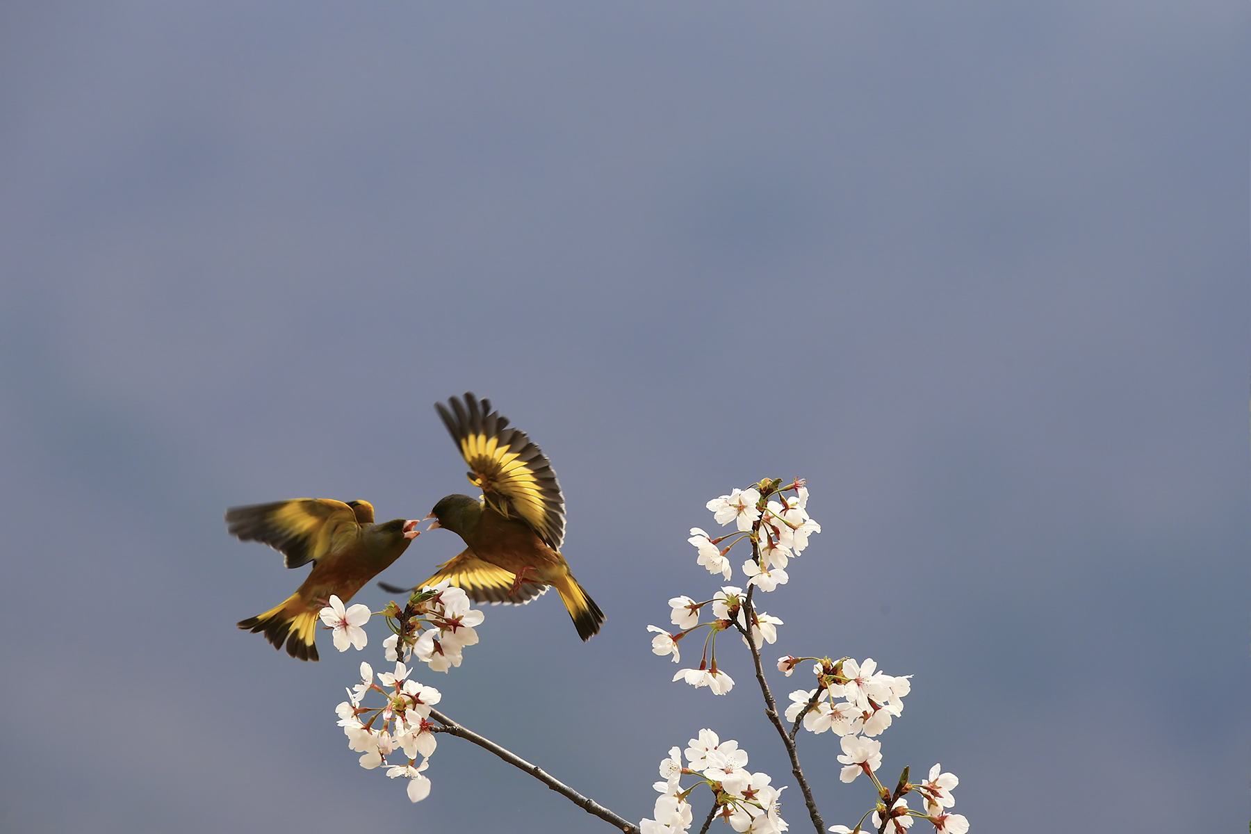 PHOTO BY HNalim | Canon EOS 7D Mark II | 2024:04:11 14:23:54 | ISO-1000 | 1/2500 sec | f 8 | 28 mm | EV=0 | ● WIDTH:1800 pixels  HEIGHT:1200 pixels